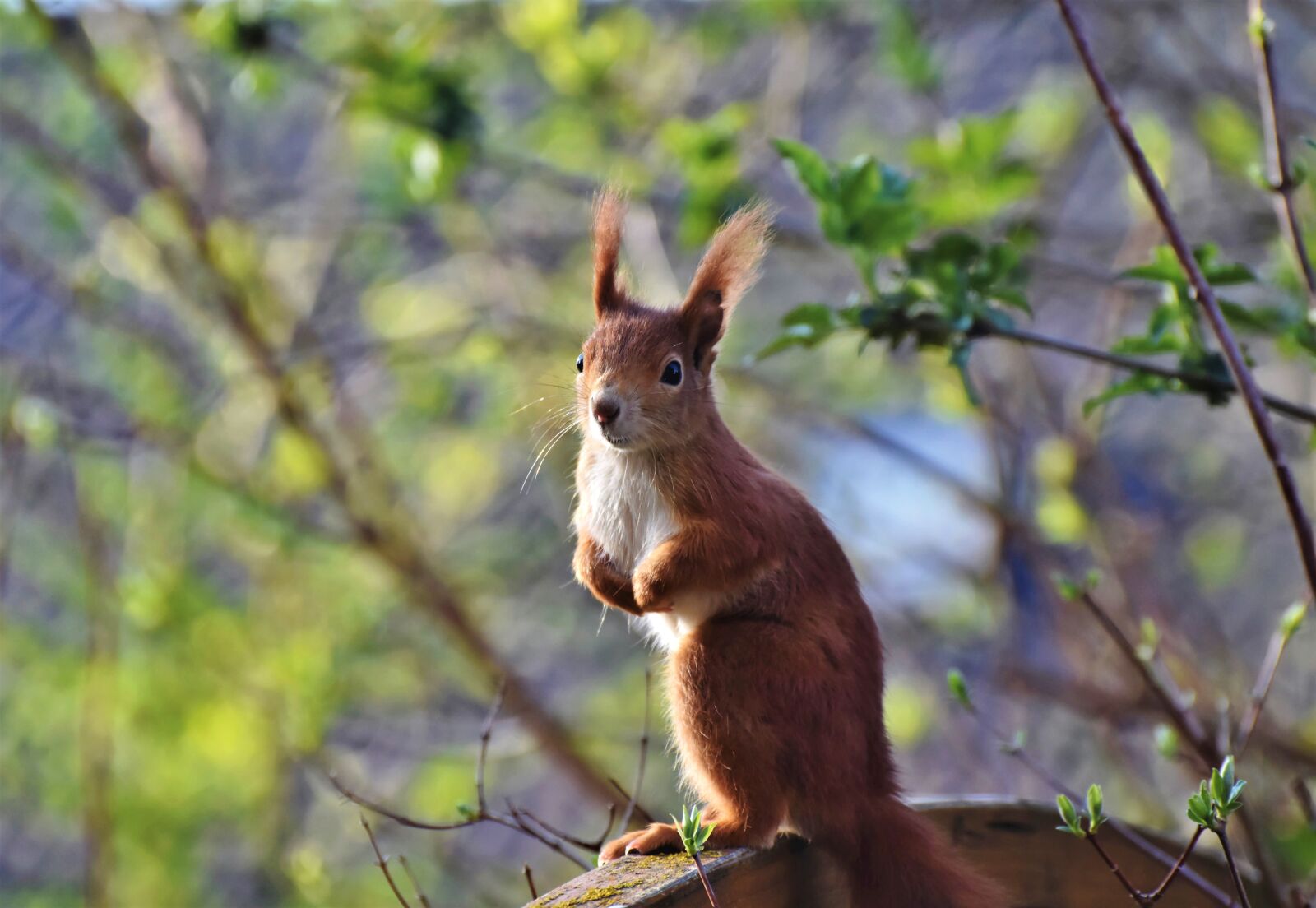 Nikon D7200 sample photo. Squirrel, verifiable kitten, rodent photography