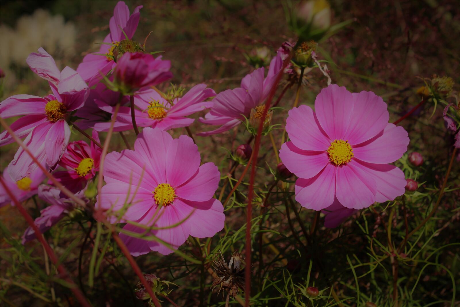 Canon EOS 2000D (EOS Rebel T7 / EOS Kiss X90 / EOS 1500D) sample photo. Cosmea, flower, cosmos bipinnatu photography