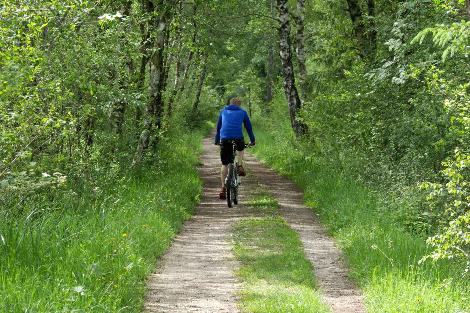 55.0-200.0mm f/4.0-f/5.6 sample photo. Cycling, cyclists, forest photography