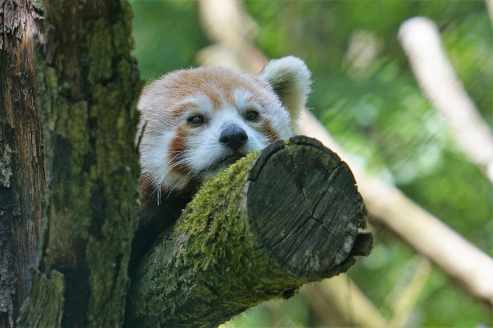 Sony E 55-210mm F4.5-6.3 OSS sample photo. Wildlife park, zoo, belgium photography