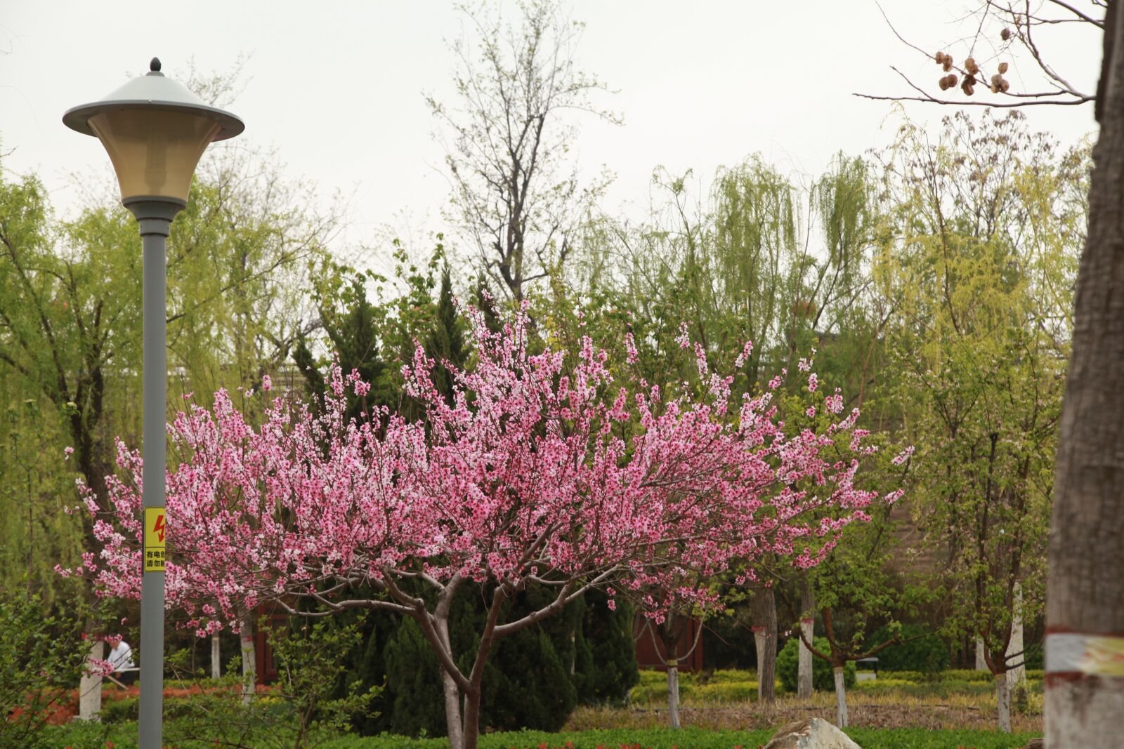 Canon EOS 5D Mark II sample photo. City park, chinese new photography