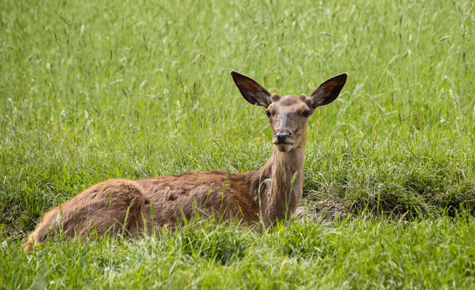 Canon EF 70-300mm F4-5.6 IS USM sample photo. Fallow deer, mammal, animal photography
