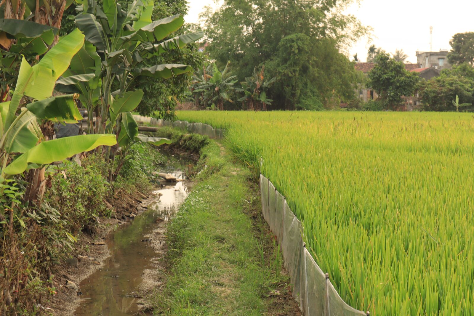 Canon EOS M50 (EOS Kiss M) sample photo. Paddy field, silk, rice photography