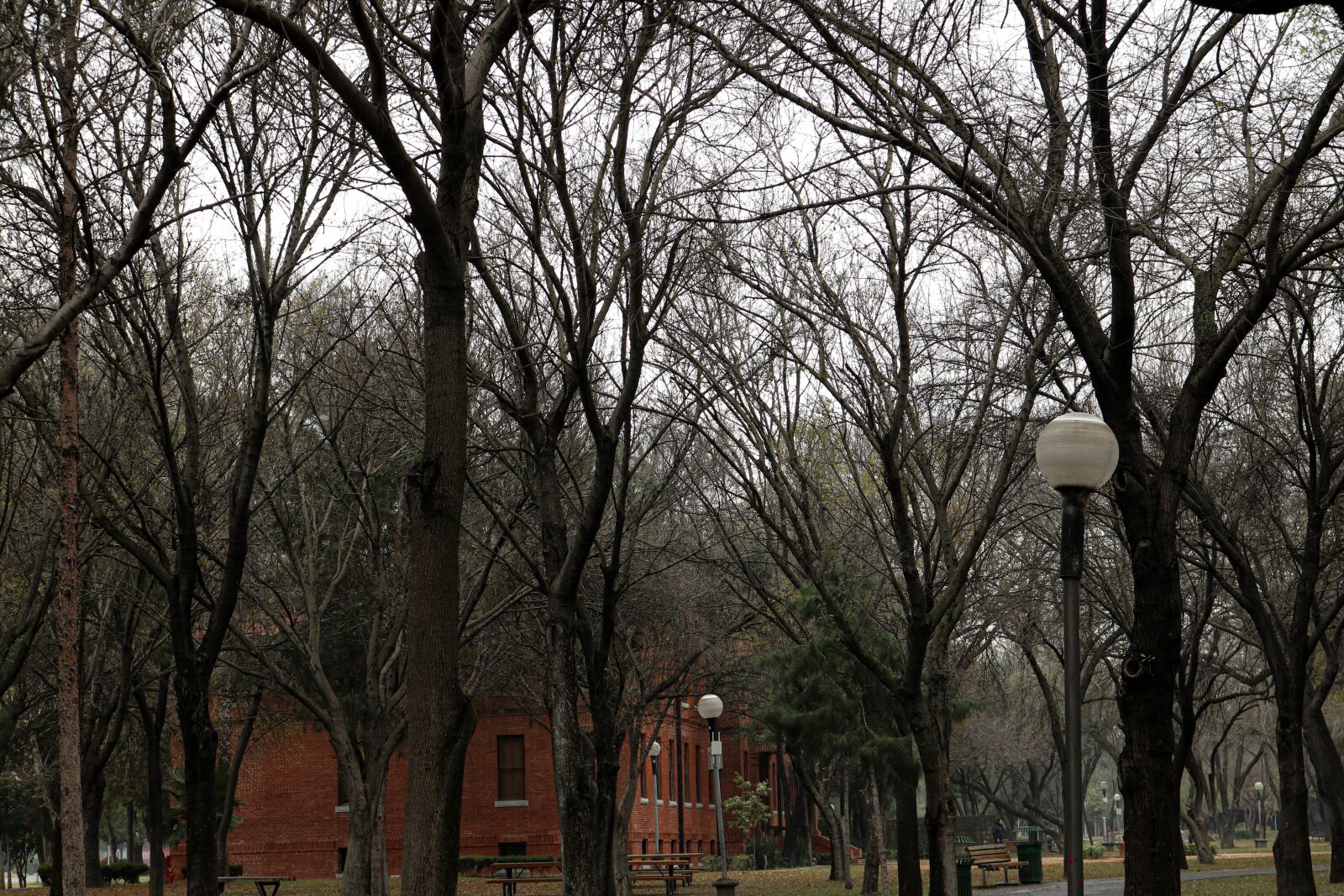 Canon EOS 750D (EOS Rebel T6i / EOS Kiss X8i) sample photo. Winter, fundidora park, monterrey photography