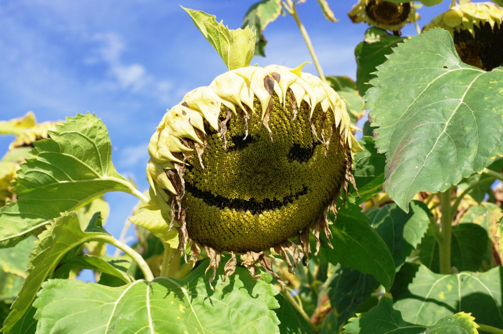 Pentax K-3 sample photo. Sunflower, face, smile photography