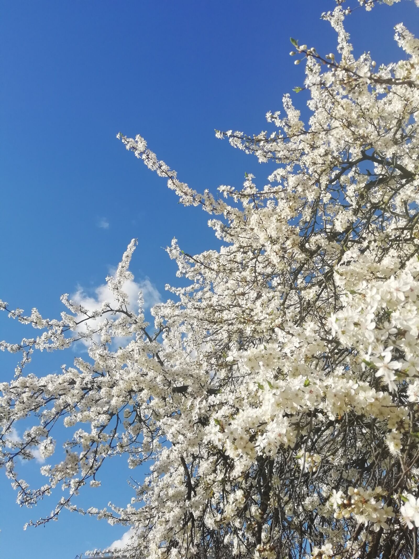 HUAWEI FIG-LX1 sample photo. Tree, plum tree, blossom photography