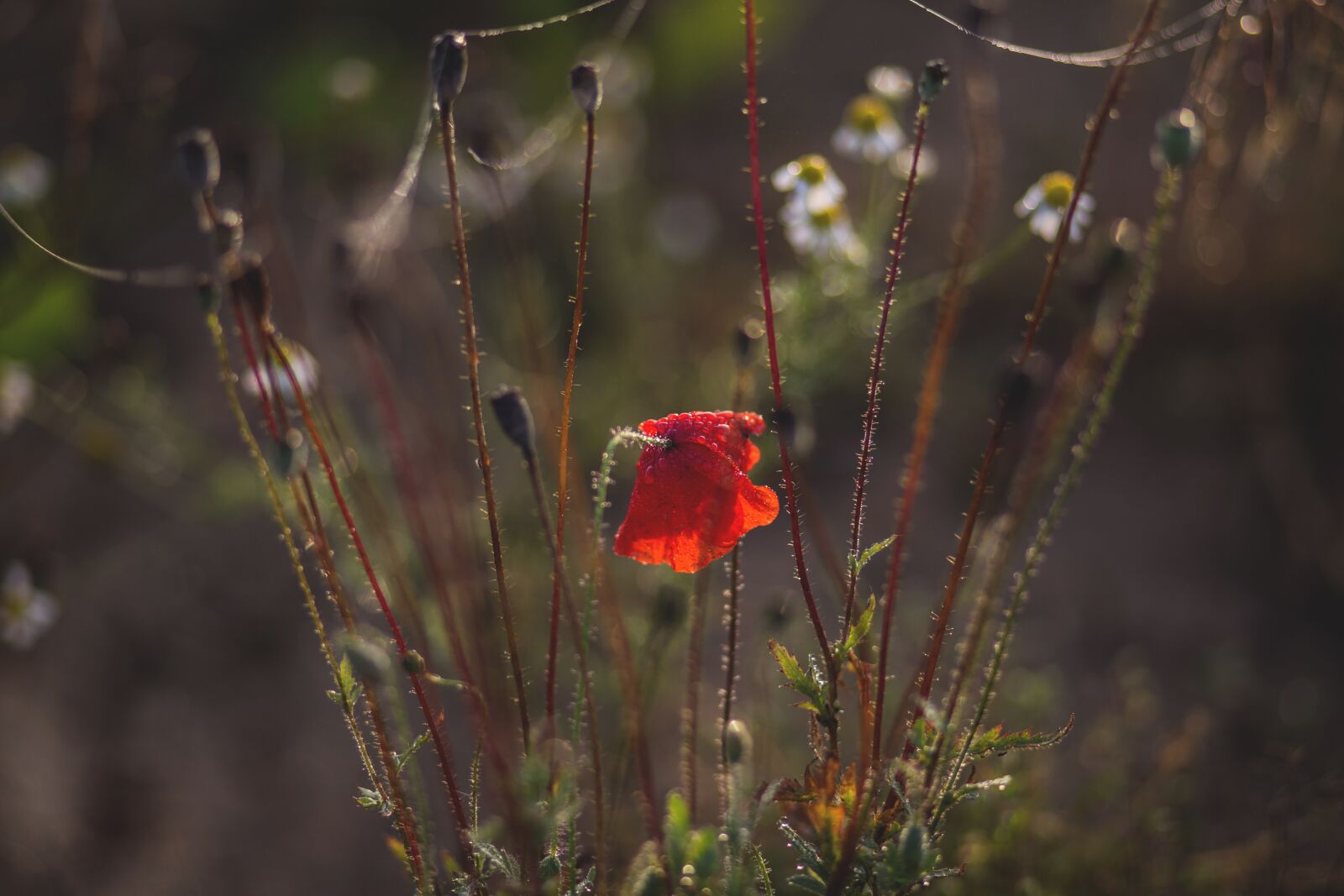 Canon EF 85mm F1.8 USM sample photo. Nature, autumn, background photography
