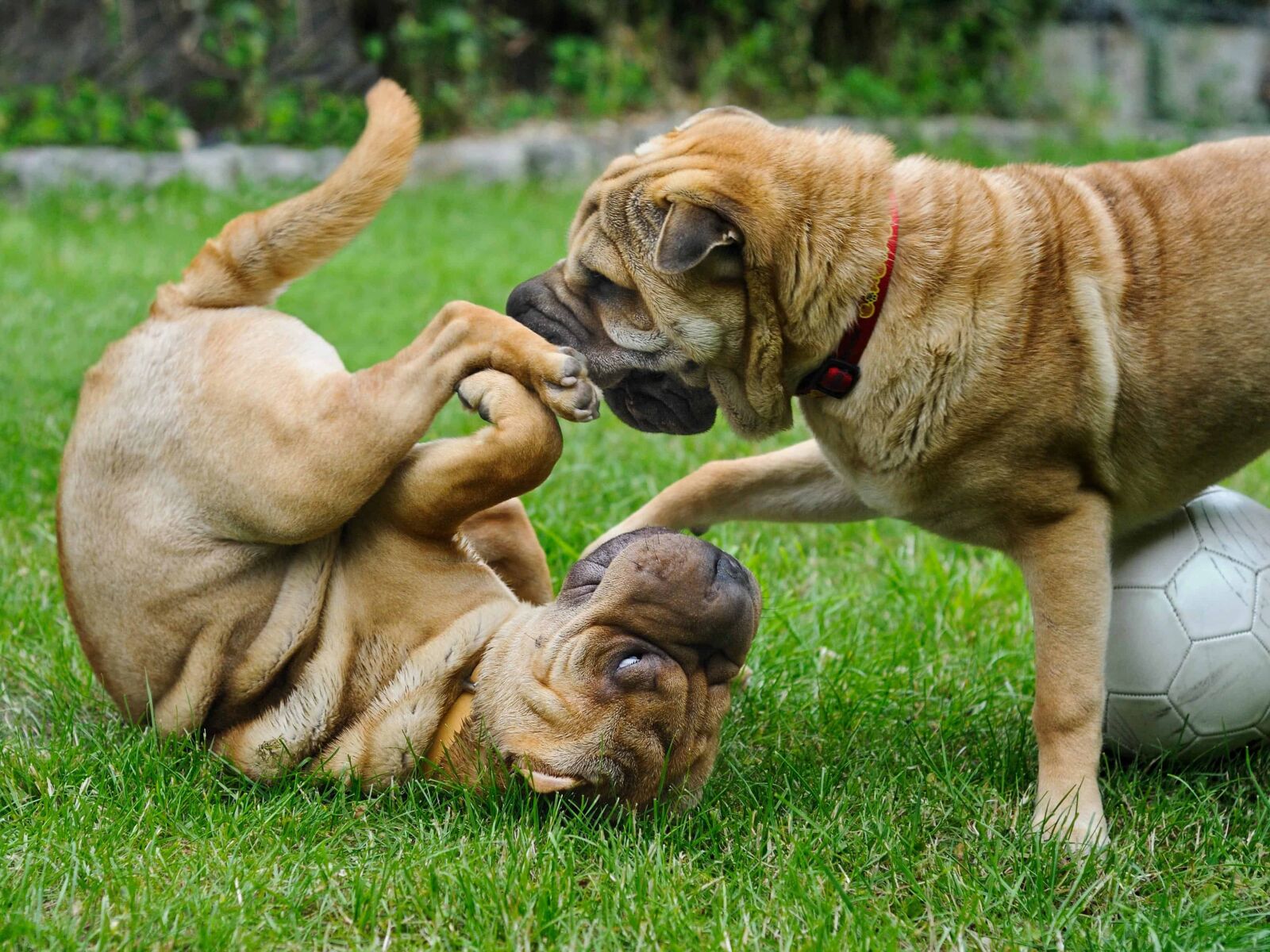 Nikon D300 sample photo. Pet, animal, cute, puppy photography