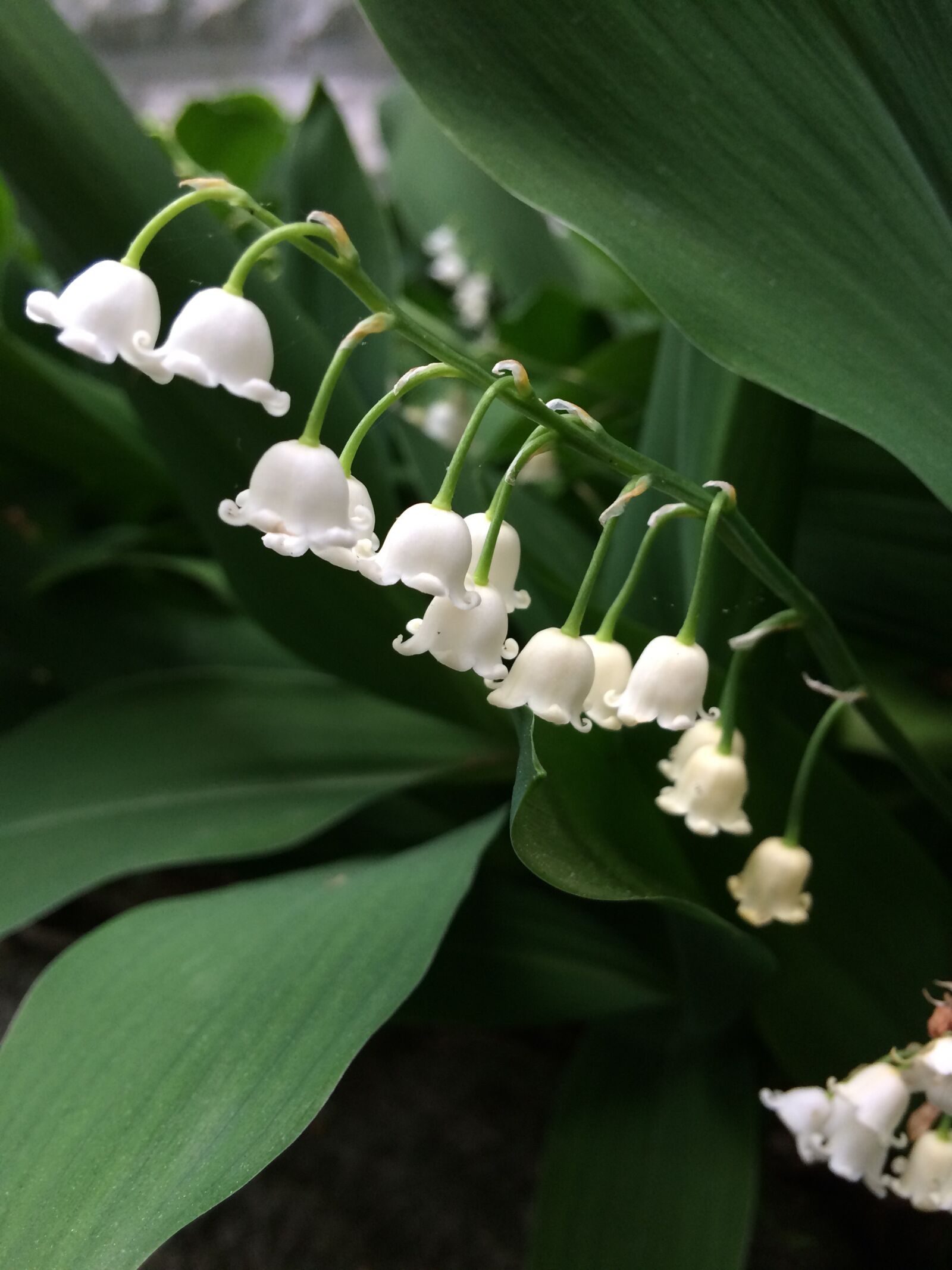Apple iPhone 5s sample photo. Lily of the valley photography