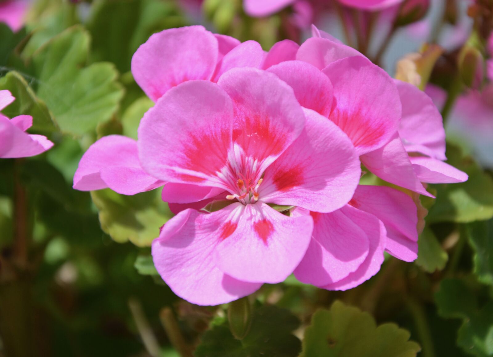 Nikon D5200 sample photo. Flowers geranium pink, jardiniere photography