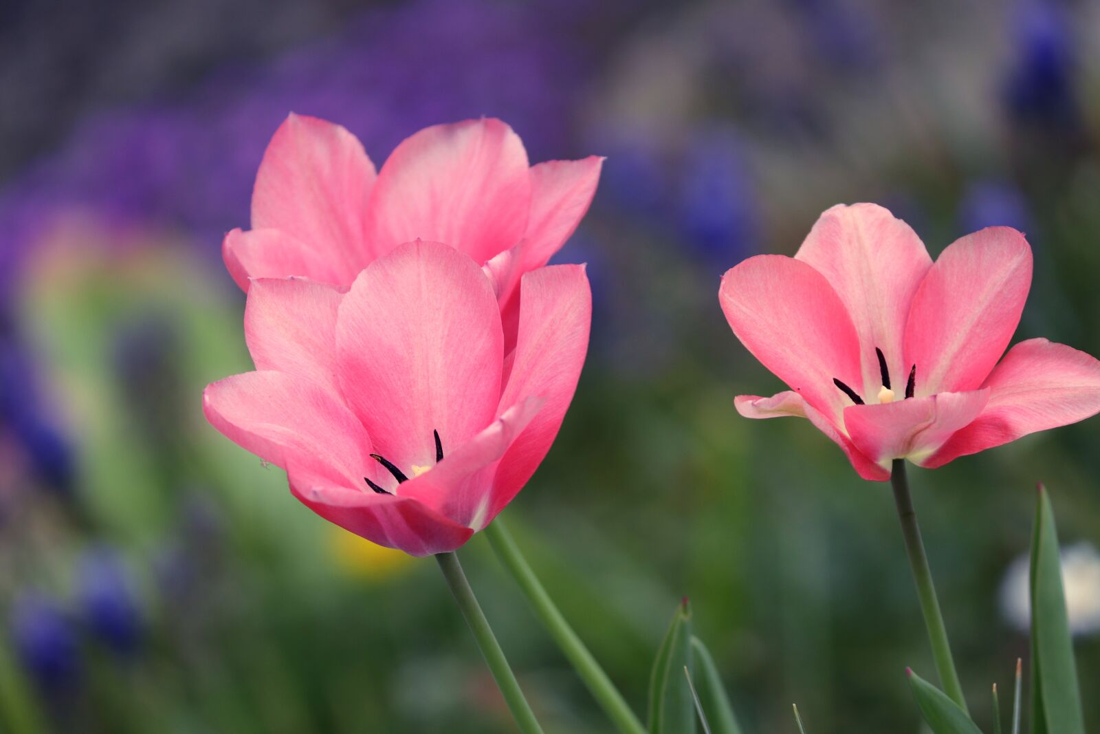Canon EOS 200D (EOS Rebel SL2 / EOS Kiss X9) sample photo. Tulips, pink, tulpenbluete photography