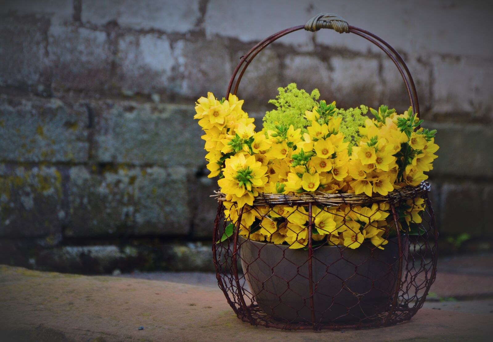 Nikon D5200 sample photo. Loosestrife, goldfelberich, bouquet photography