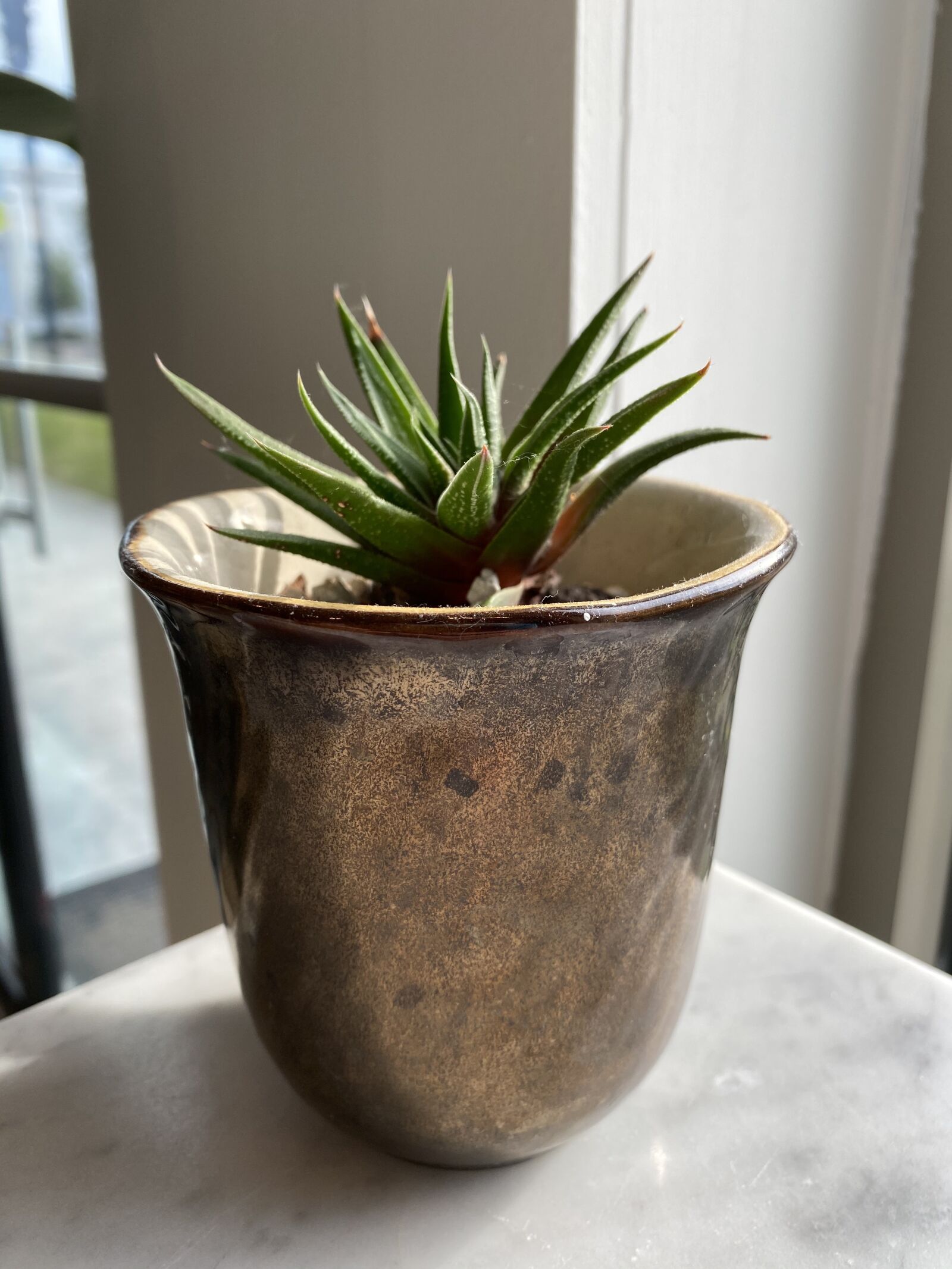 iPhone 11 Pro back triple camera 4.25mm f/1.8 sample photo. Plant, pot, potted photography