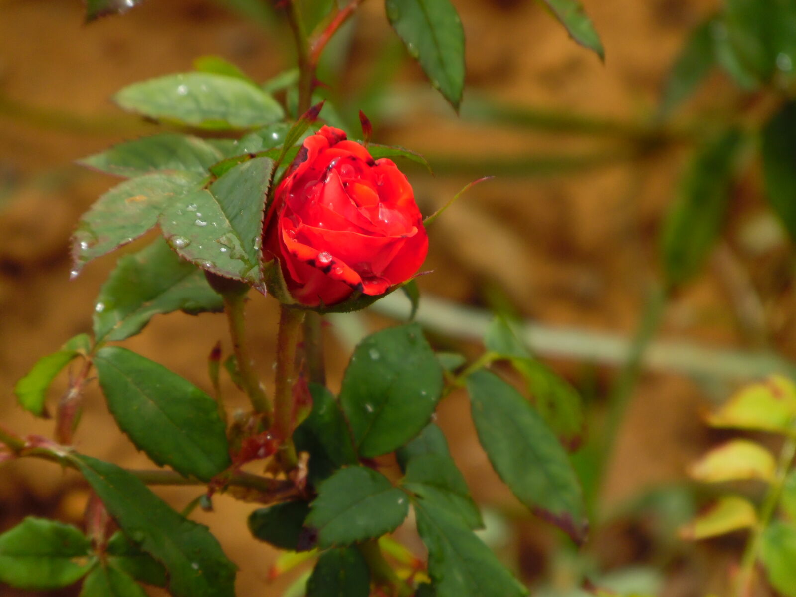 Samsung WB1100F/WB1101F/WB1102F sample photo
