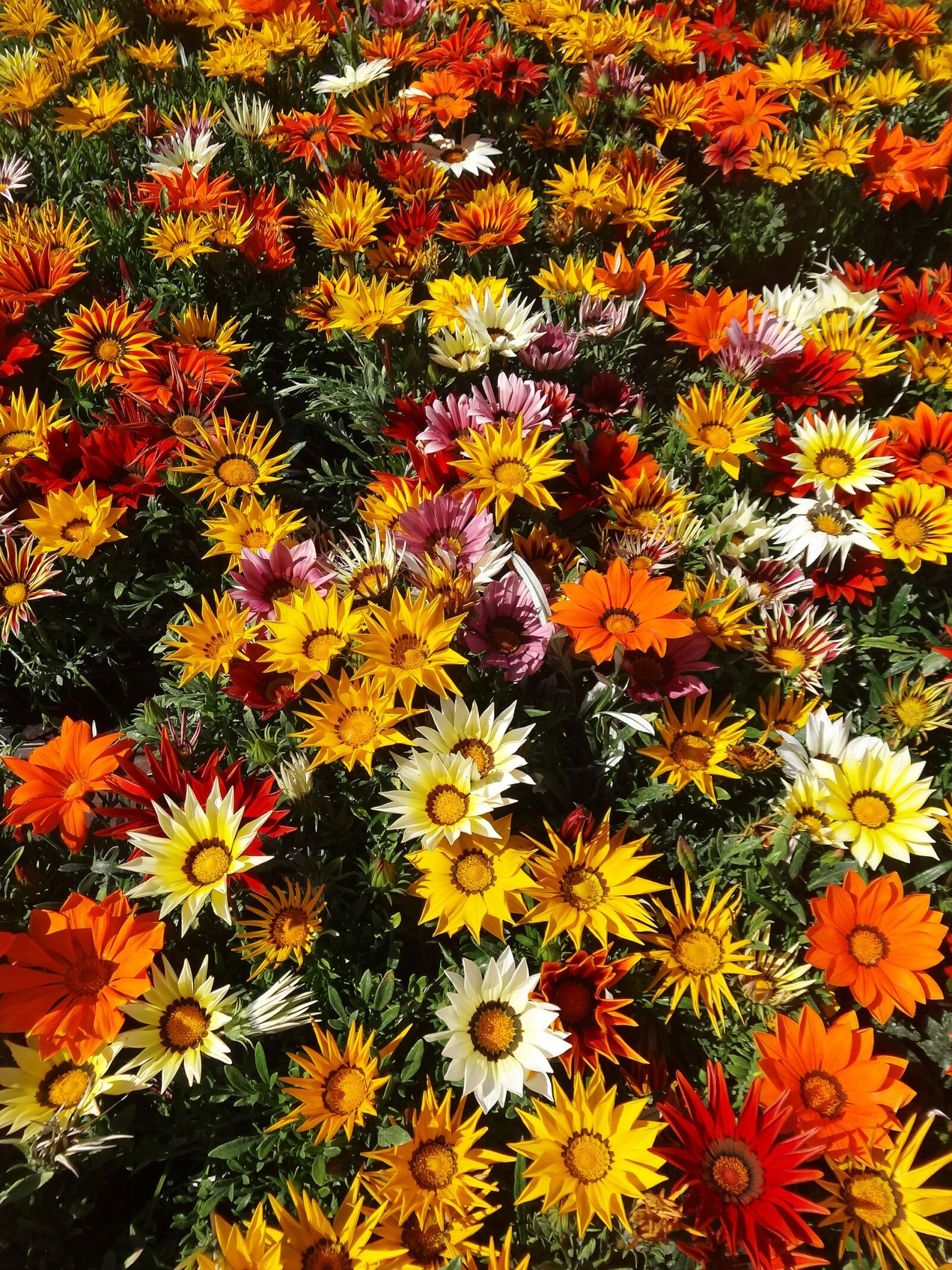 Sony Cyber-shot DSC-HX20V sample photo. Flowers, colors, spring photography