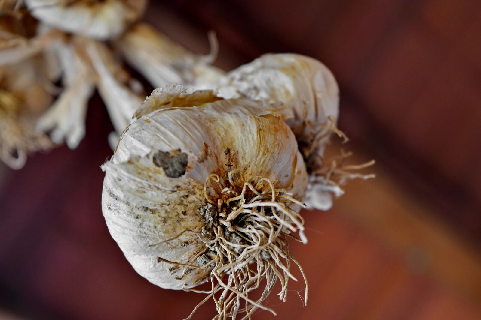 Nikon D5500 sample photo. Spice, garlic, nature, food photography