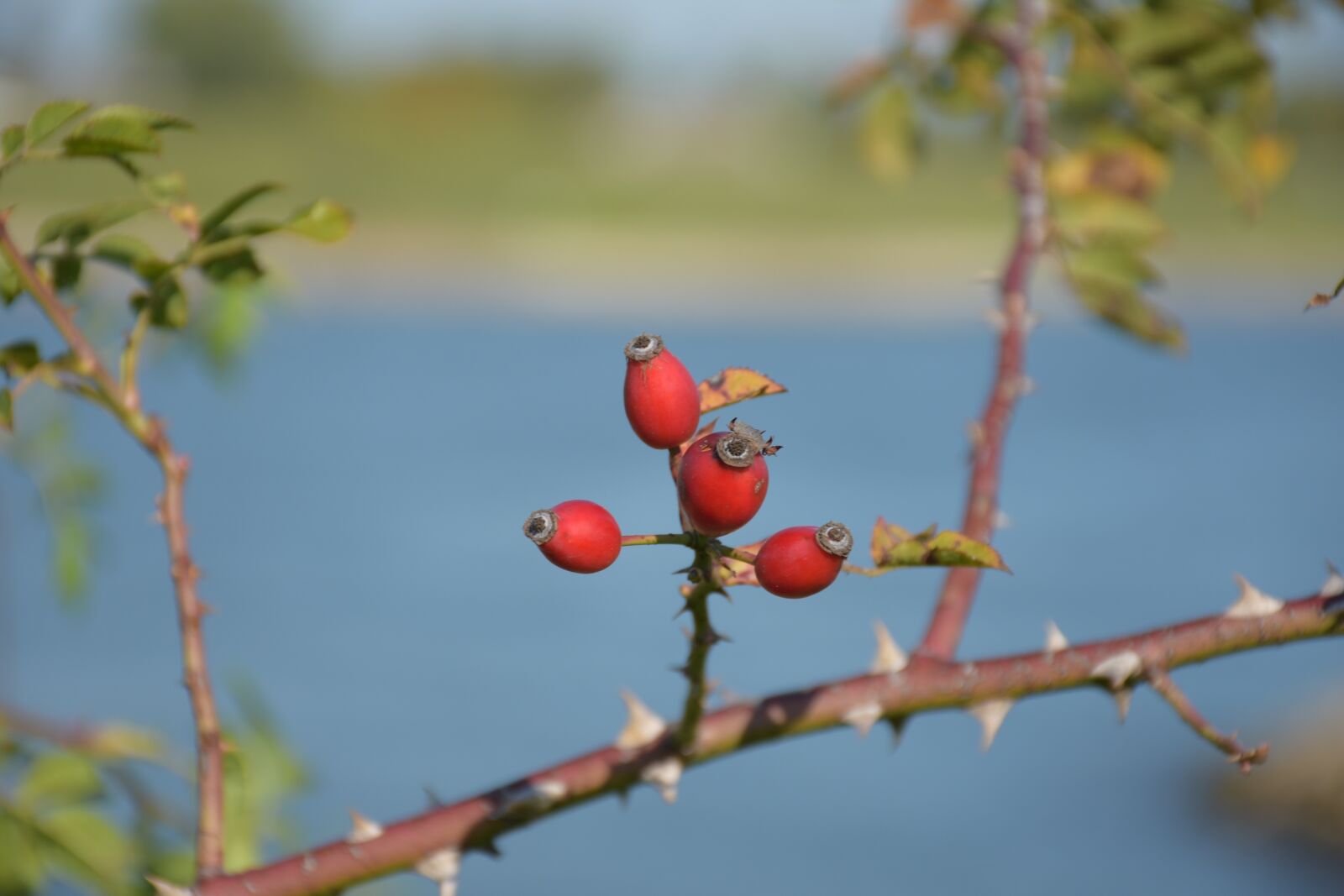 Nikon D7200 sample photo. Nature, river, landscape photography