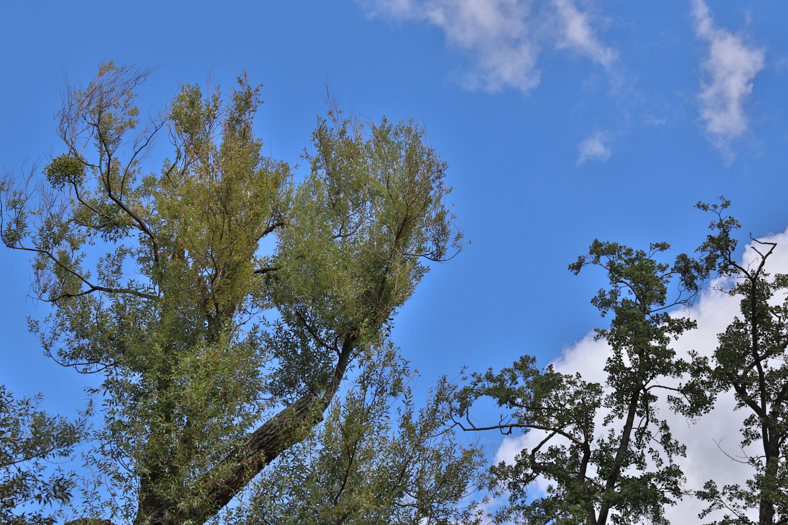 Canon EOS 200D (EOS Rebel SL2 / EOS Kiss X9) sample photo. Tree, sky, foliage photography