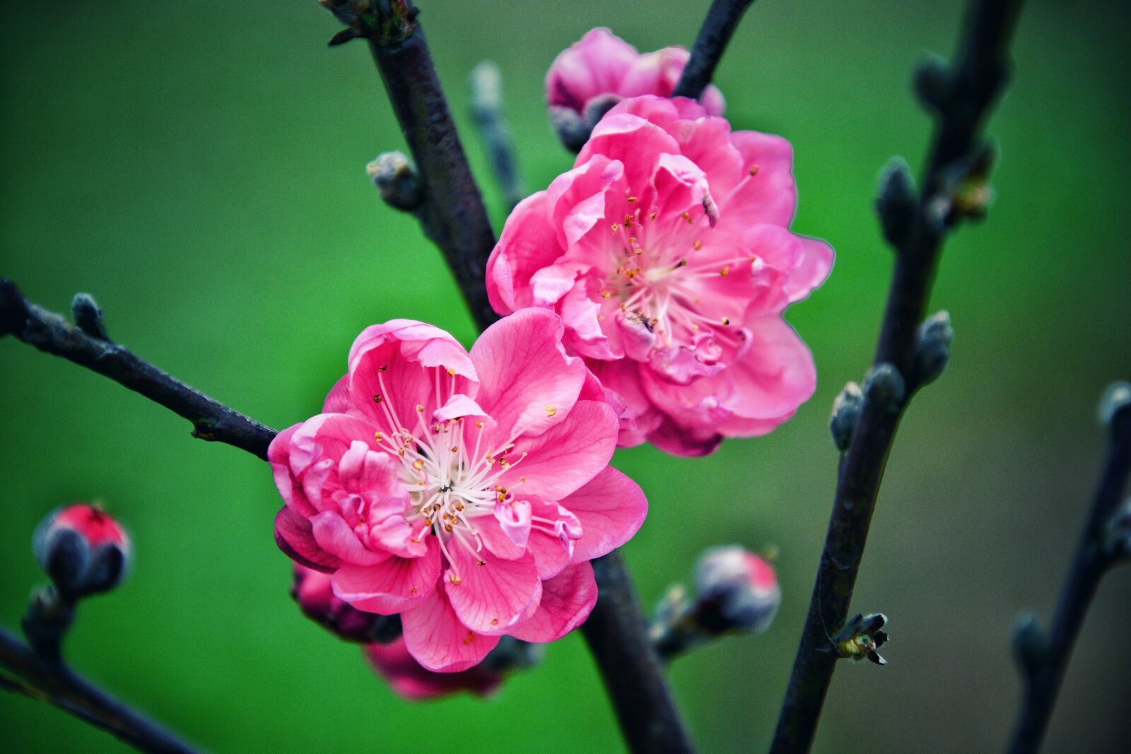 Nikon D7100 sample photo. Flower, plant, nature photography