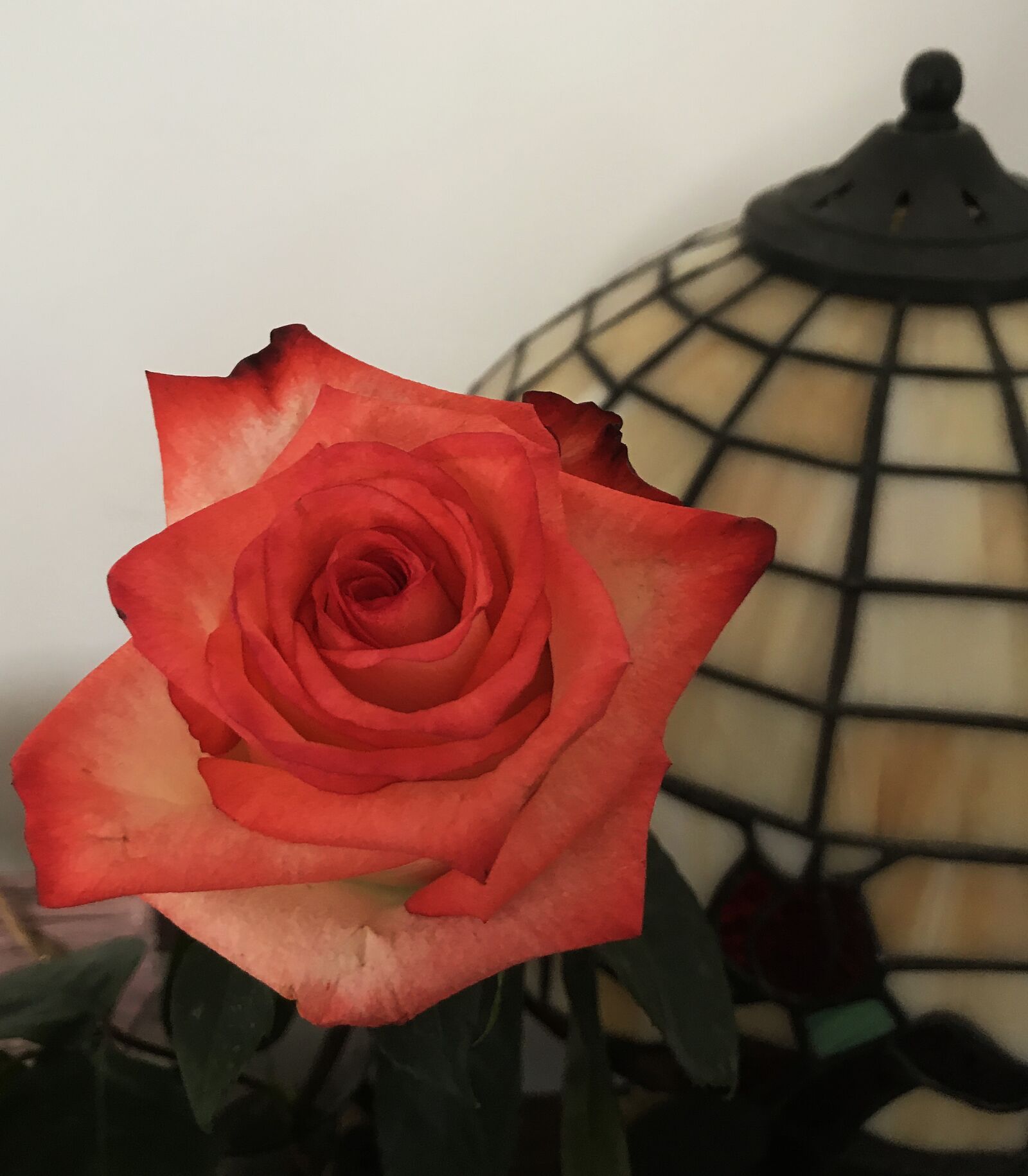iPhone 7 back camera 3.99mm f/1.8 sample photo. Rose, romantik, red photography