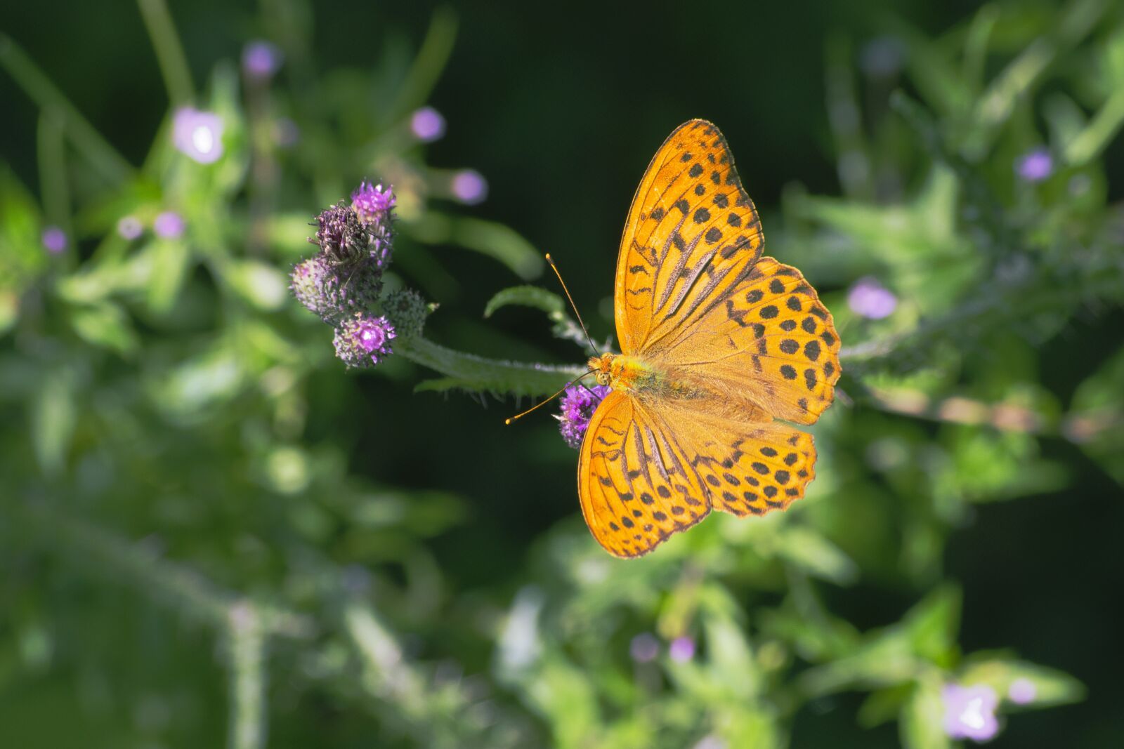 Pentax K-70 sample photo. Fritillary, butterflies, butterfly photography