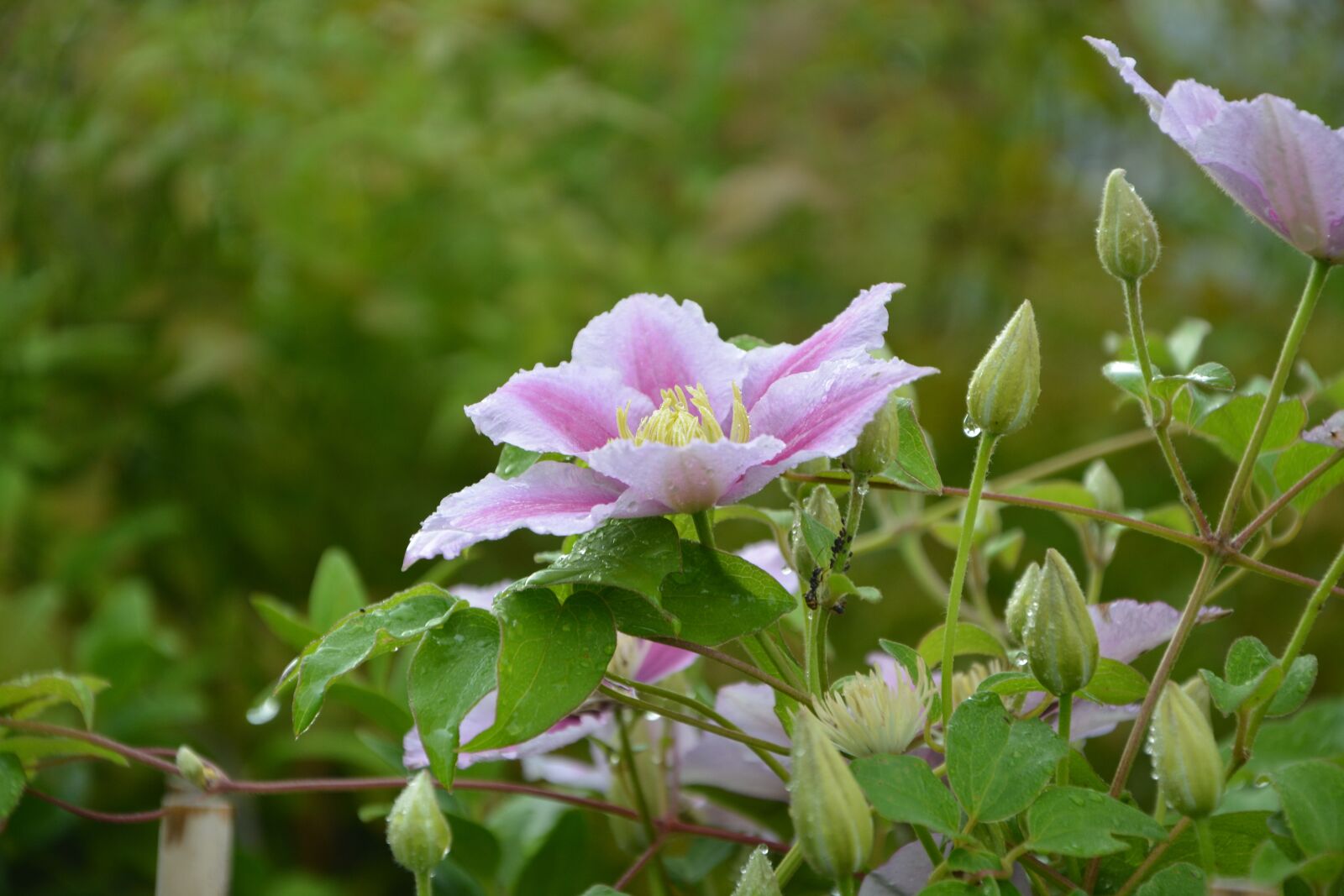Nikon D5200 sample photo. Flowers, buds, clematis photography