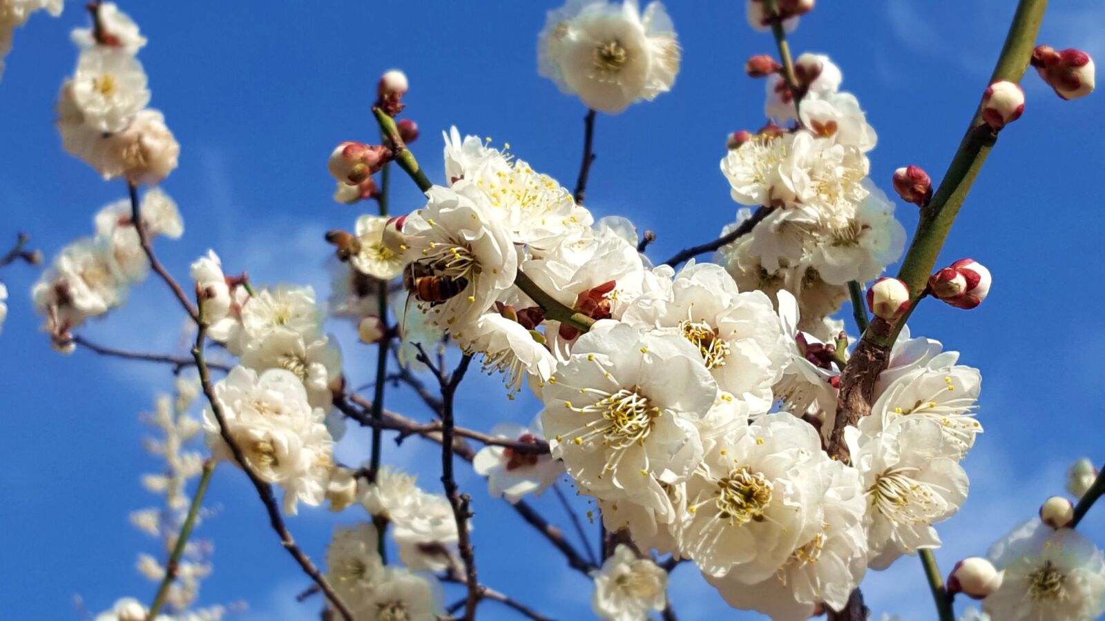 Samsung Galaxy S6 sample photo. Plum, flowers, spring flowers photography