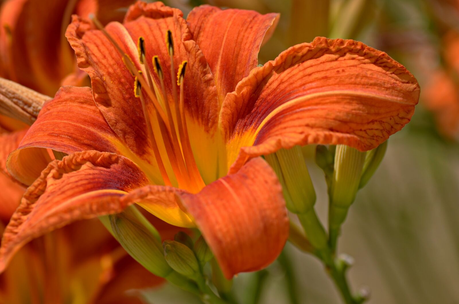 Nikon D5100 sample photo. Flower, colors, colorful photography