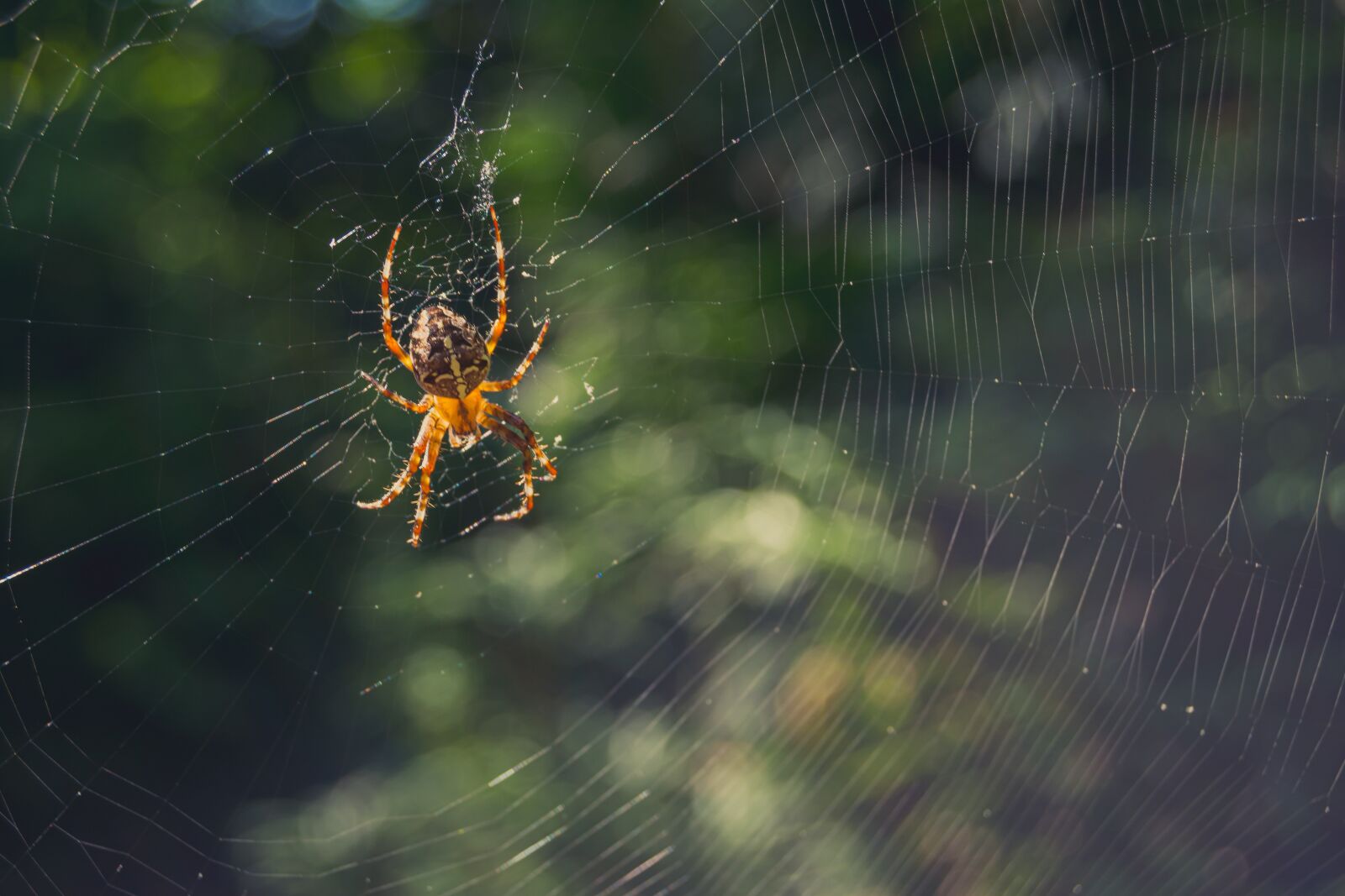 Nikon D7100 sample photo. Spider, web, cobweb photography