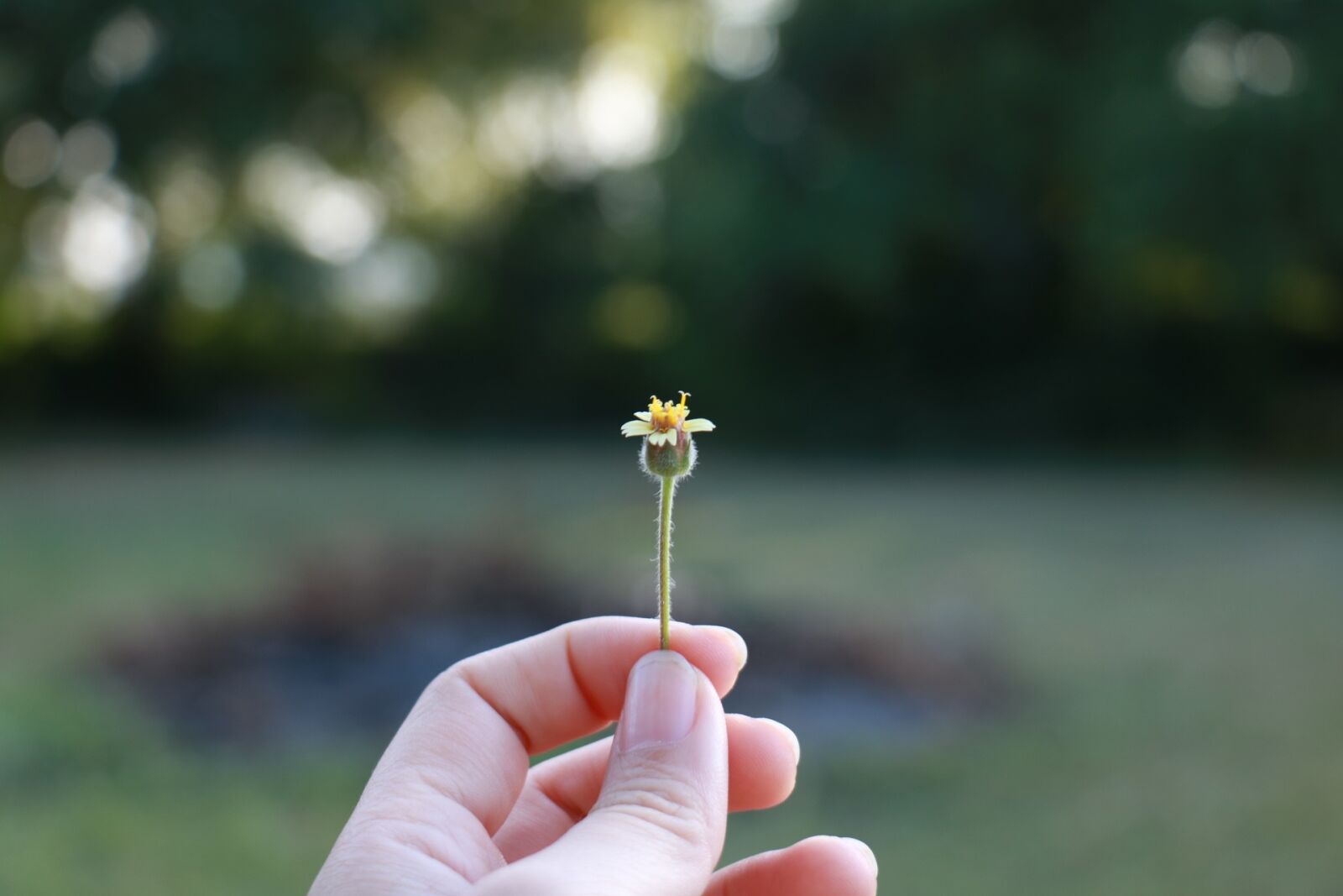 Canon EOS 750D (EOS Rebel T6i / EOS Kiss X8i) sample photo. Flowers, in hand, nature photography