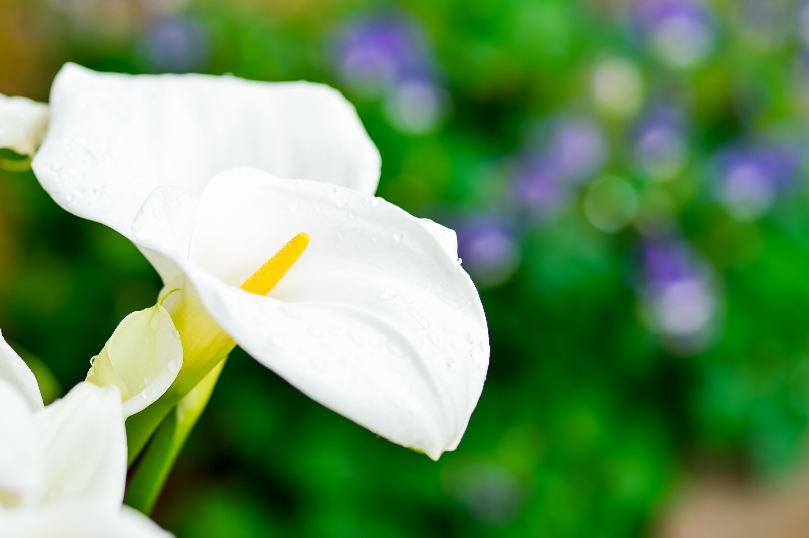 Nikon Df sample photo. Spring, white flowers, plant photography