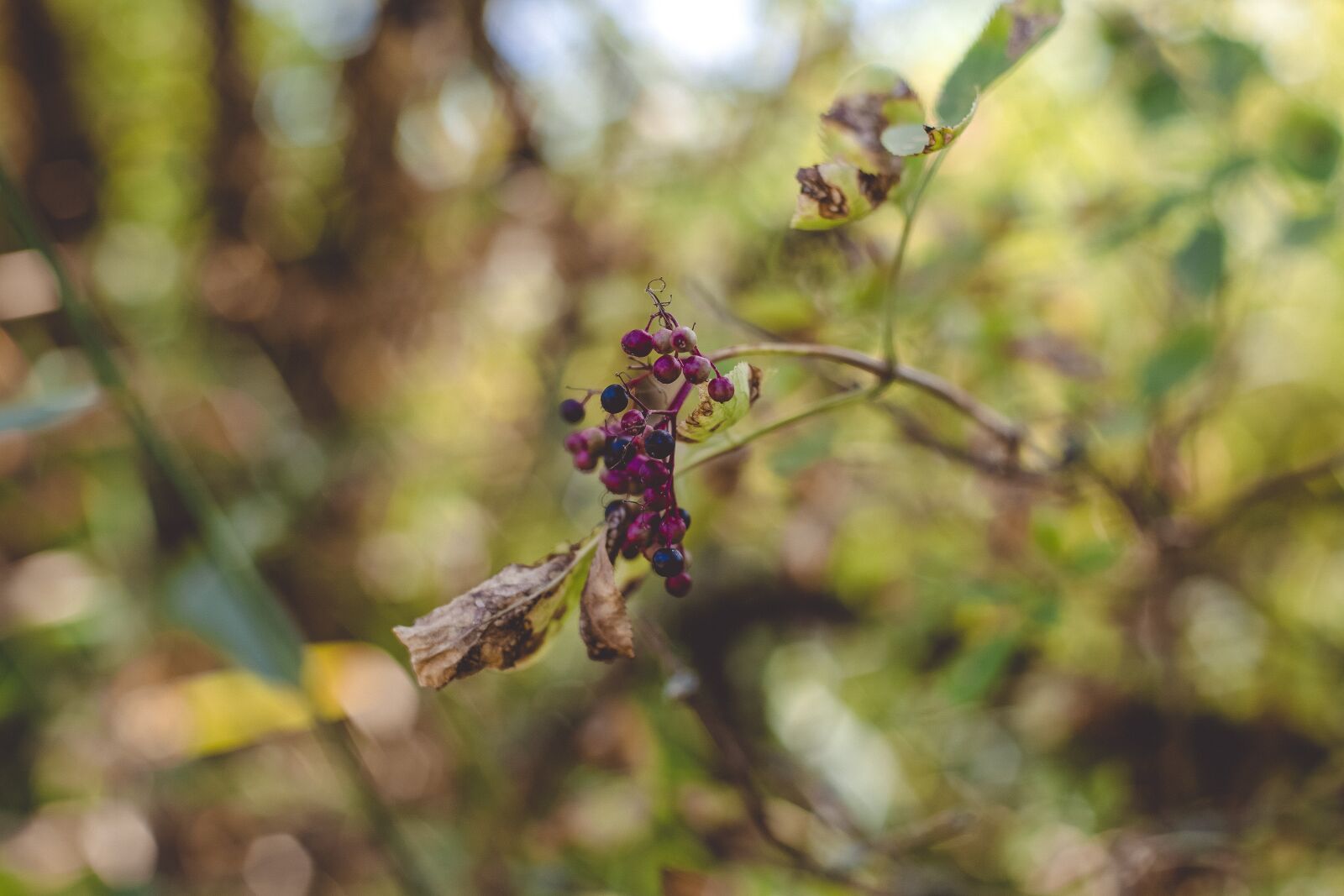 Canon EOS 5D Mark III sample photo. Wild plant, bush, nature photography