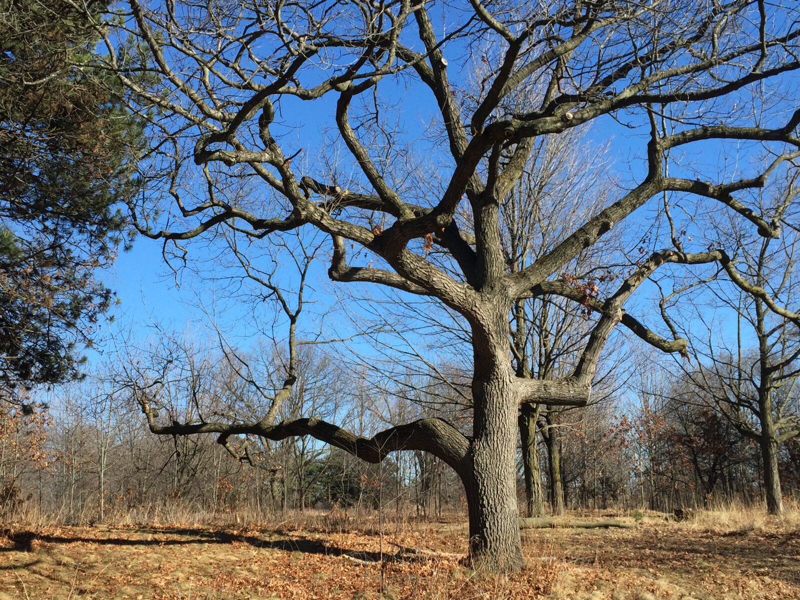 Apple iPhone 6 sample photo. Toronto, canada, ontario photography