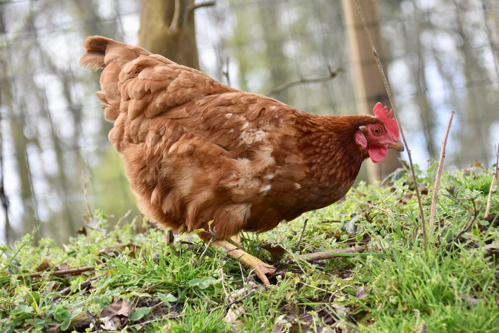 Nikon D5600 sample photo. Hens, laying hens, poultry photography