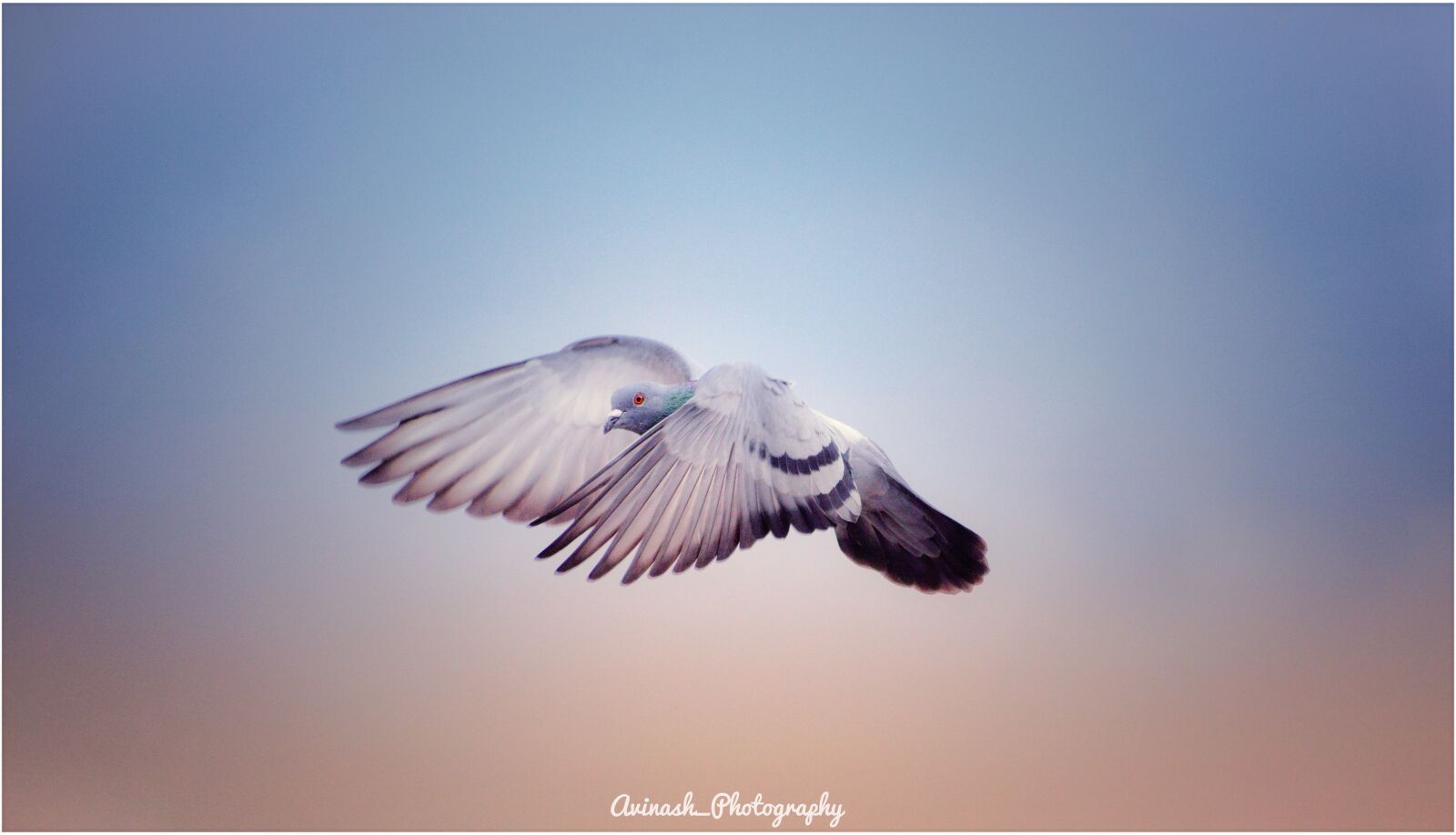 Nikon D5300 sample photo. Pigeon, flying birdonair, air photography