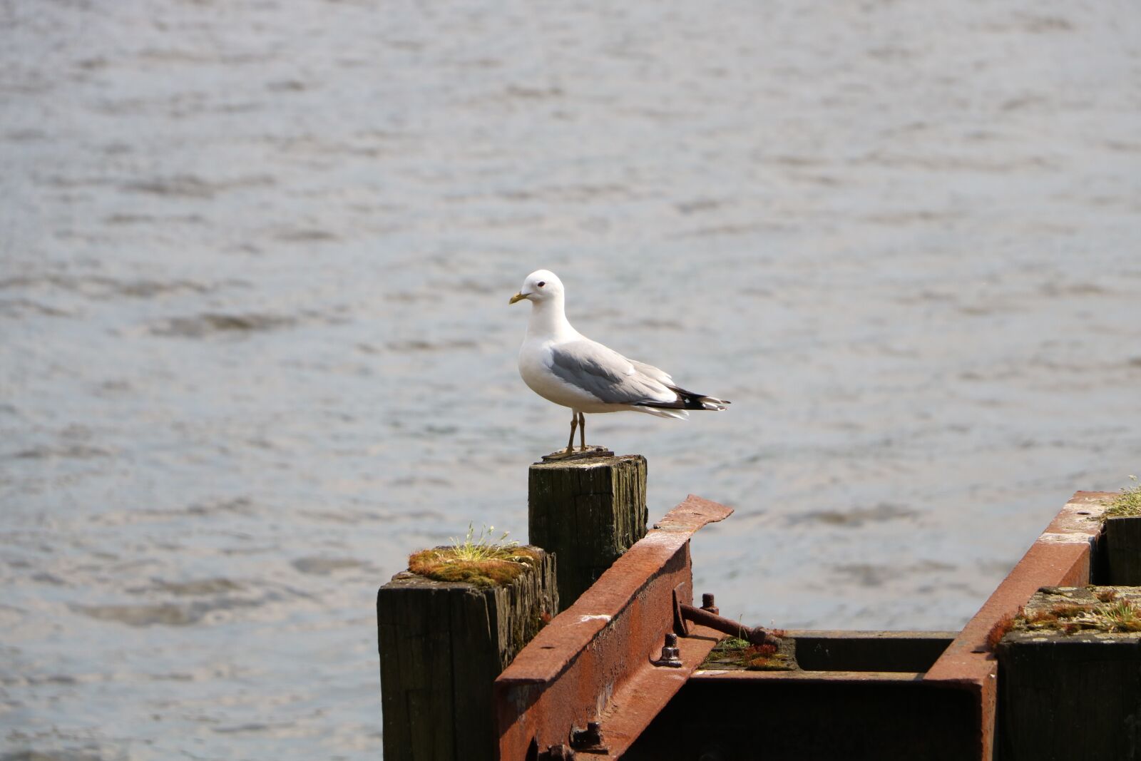 Canon EOS 750D (EOS Rebel T6i / EOS Kiss X8i) sample photo. Port, seagull, sea photography