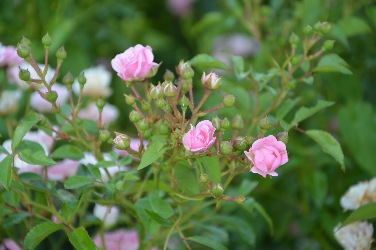 Nikon D5200 sample photo. Rose bud, rosebush, pink photography