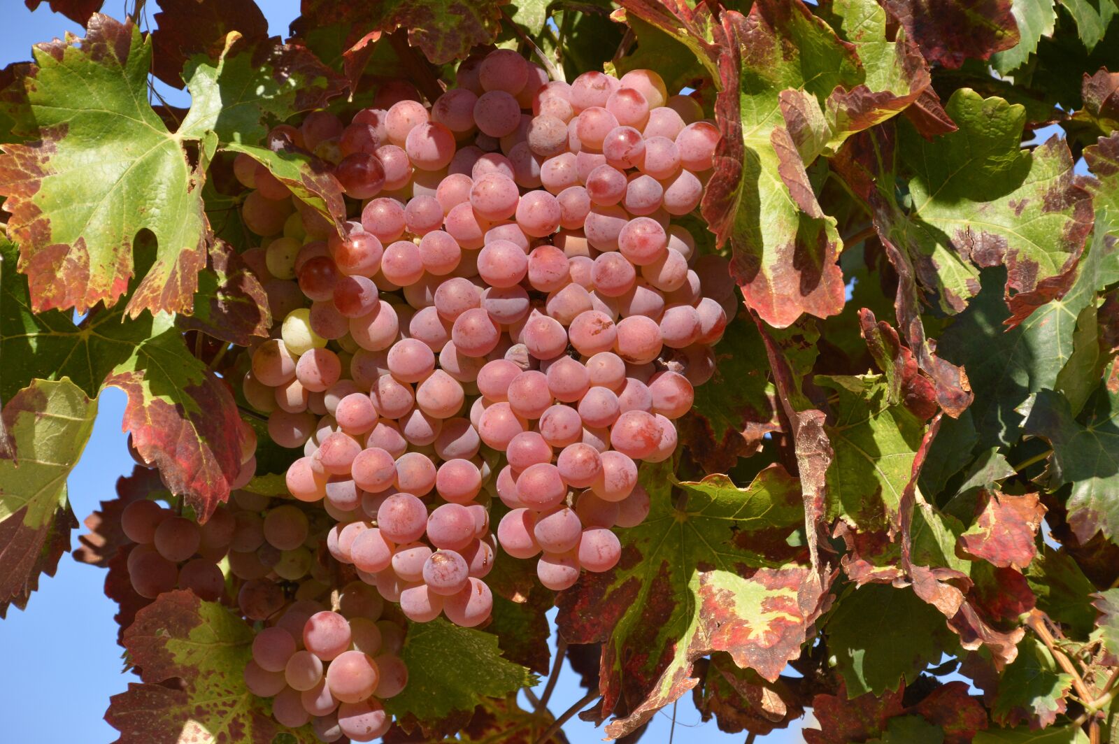 Nikon D3200 sample photo. Leaf, grape, fruit photography