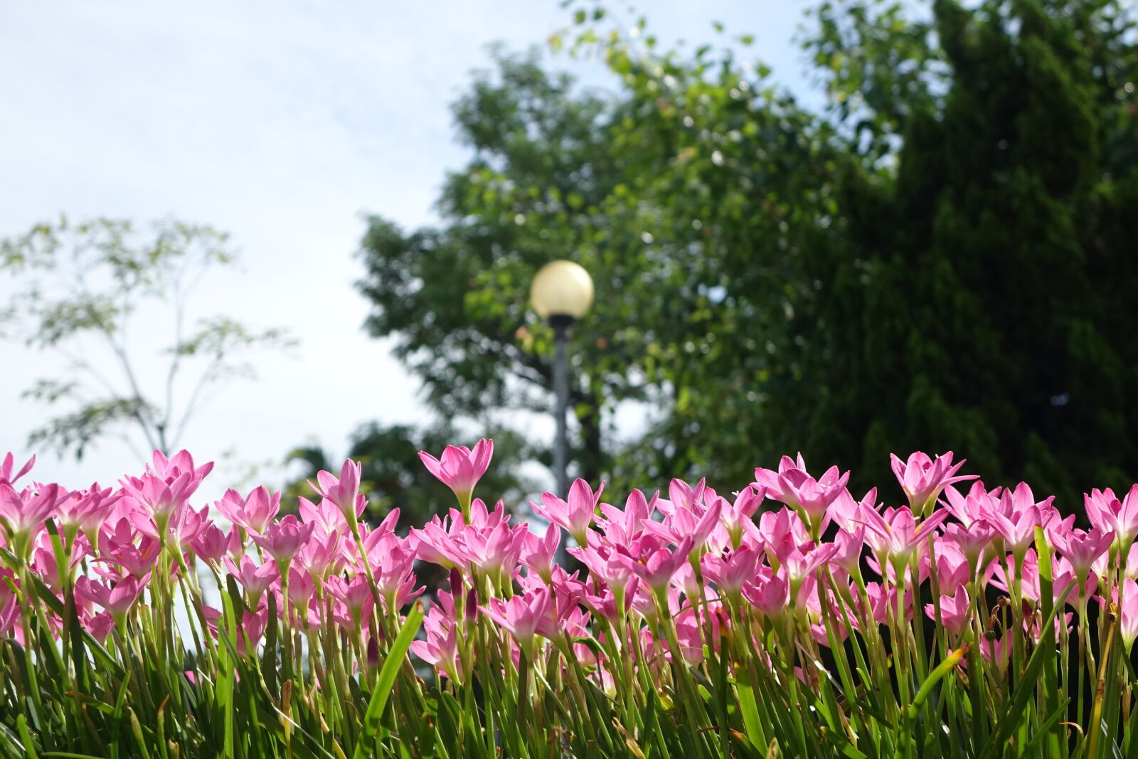 Sony Cyber-shot DSC-RX10 sample photo. Onion blue, lycoris radiata photography