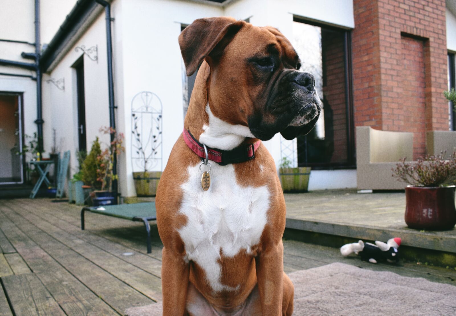 Nikon D3300 sample photo. Boxer, dog, black mask photography
