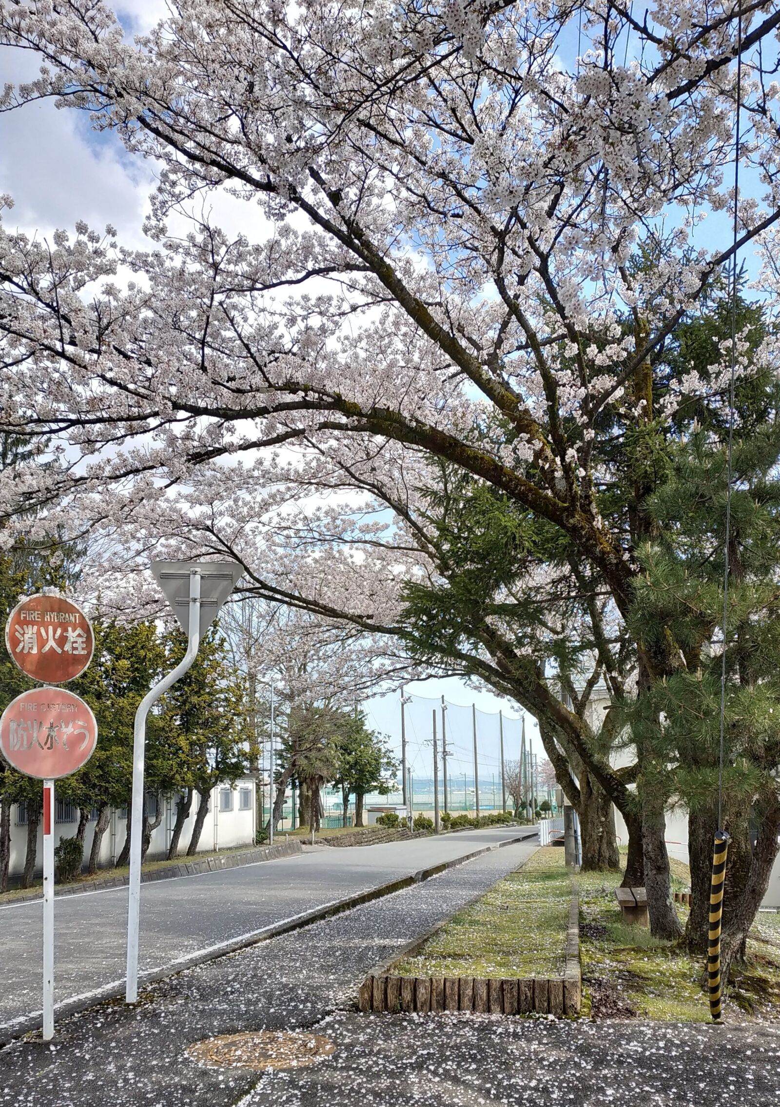 Xiaomi MI MAX 3 sample photo. Japan, spring, sakura photography