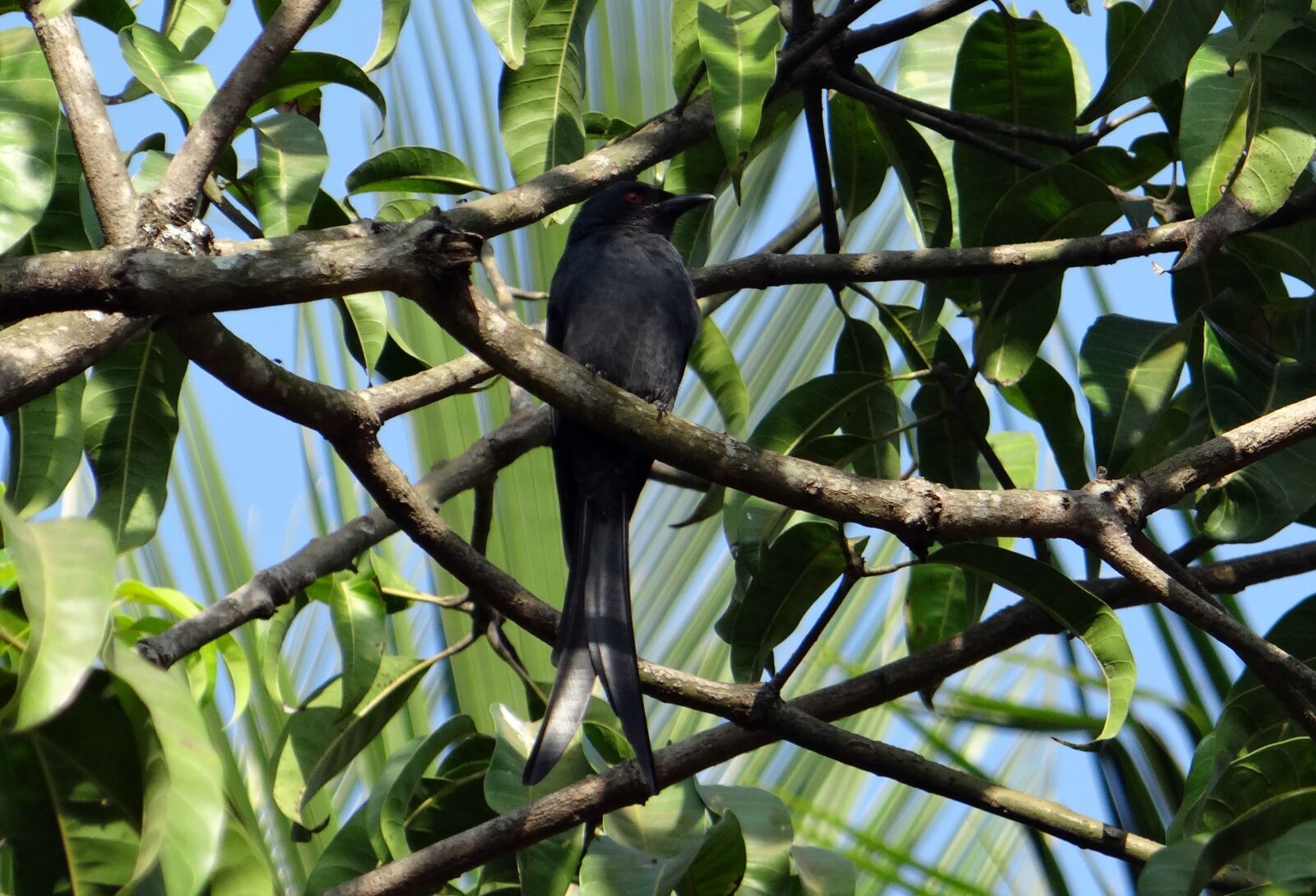 Sony DSC-HX200V sample photo. Drongo, bird, fauna photography