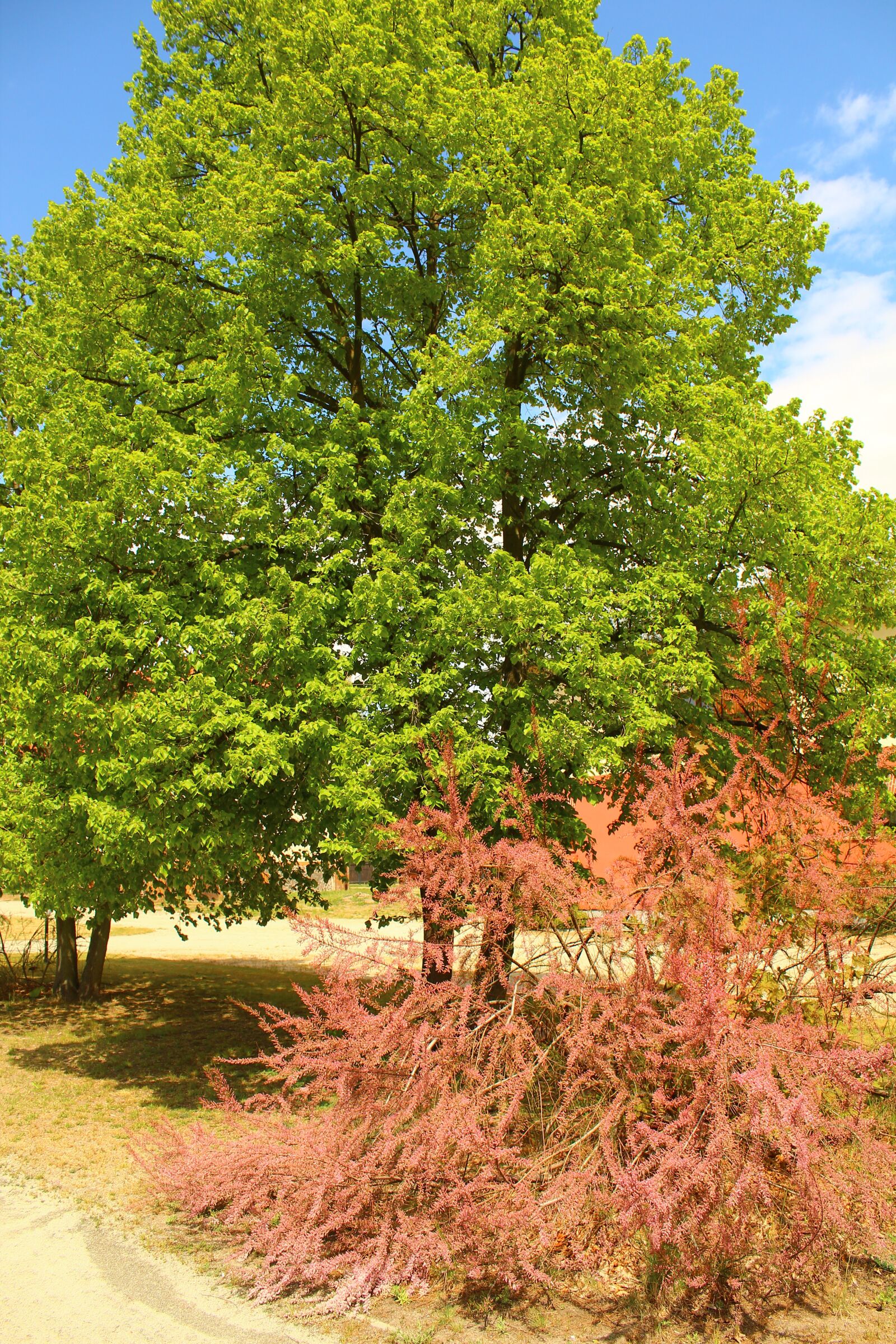 Canon EOS 4000D (EOS Rebel T100 / EOS 3000D) sample photo. Spring, poland, tree photography