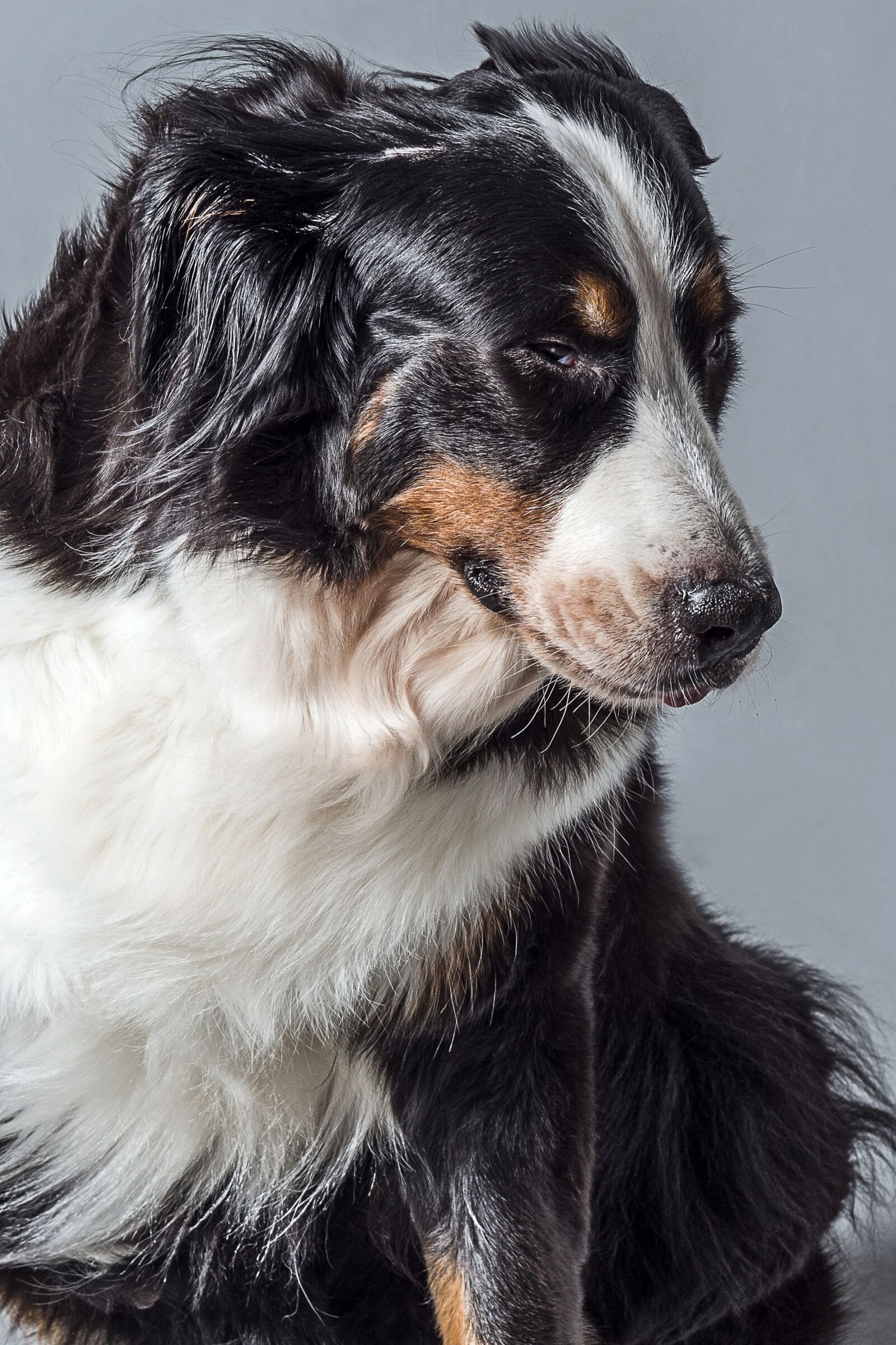 Nikon D800 sample photo. Animal, dog, bernese mountain photography