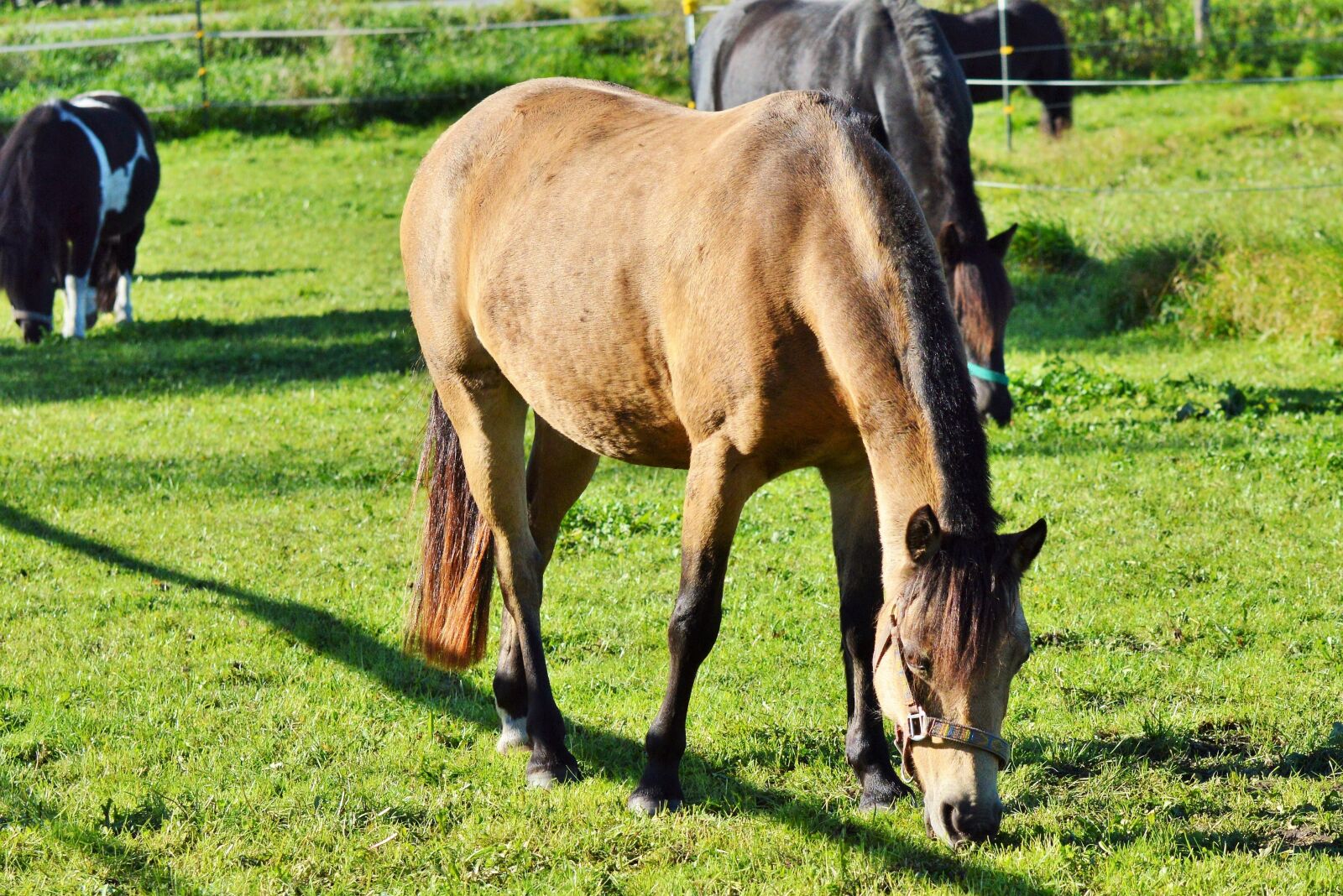 Nikon D3200 sample photo. Horse, ride, reiter photography