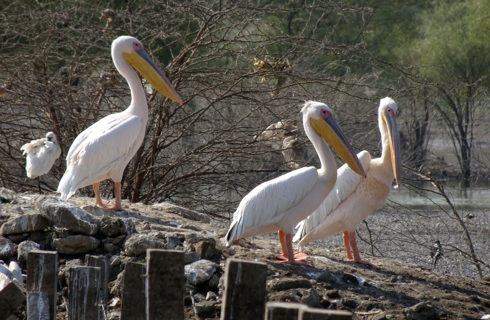 Sony Cyber-shot DSC-HX90V sample photo. Bird, great white pelican photography