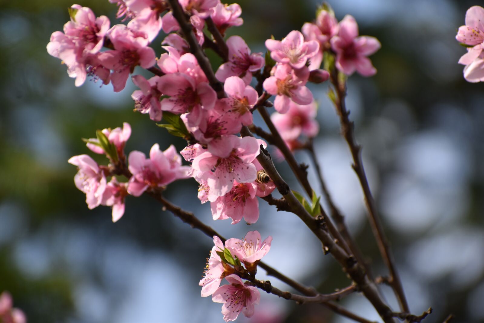 Nikon D3500 sample photo. Peach blossom, spring, flower photography
