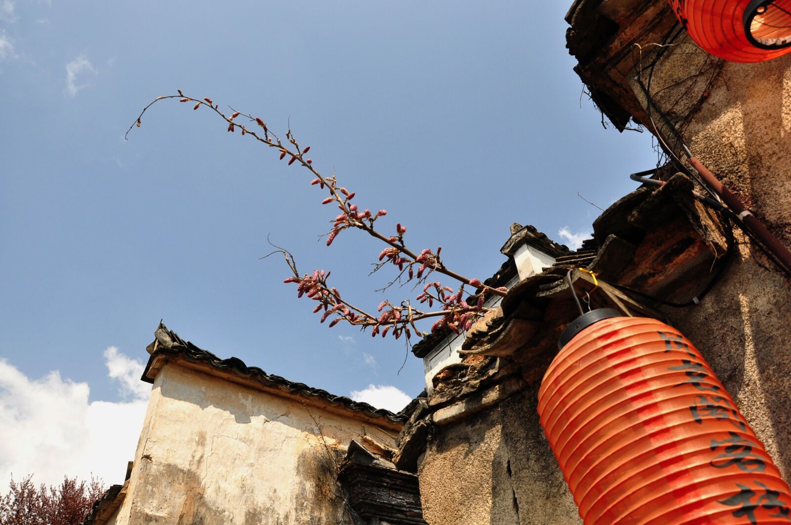 Nikon D90 sample photo. Sky, tree, outdoor photography