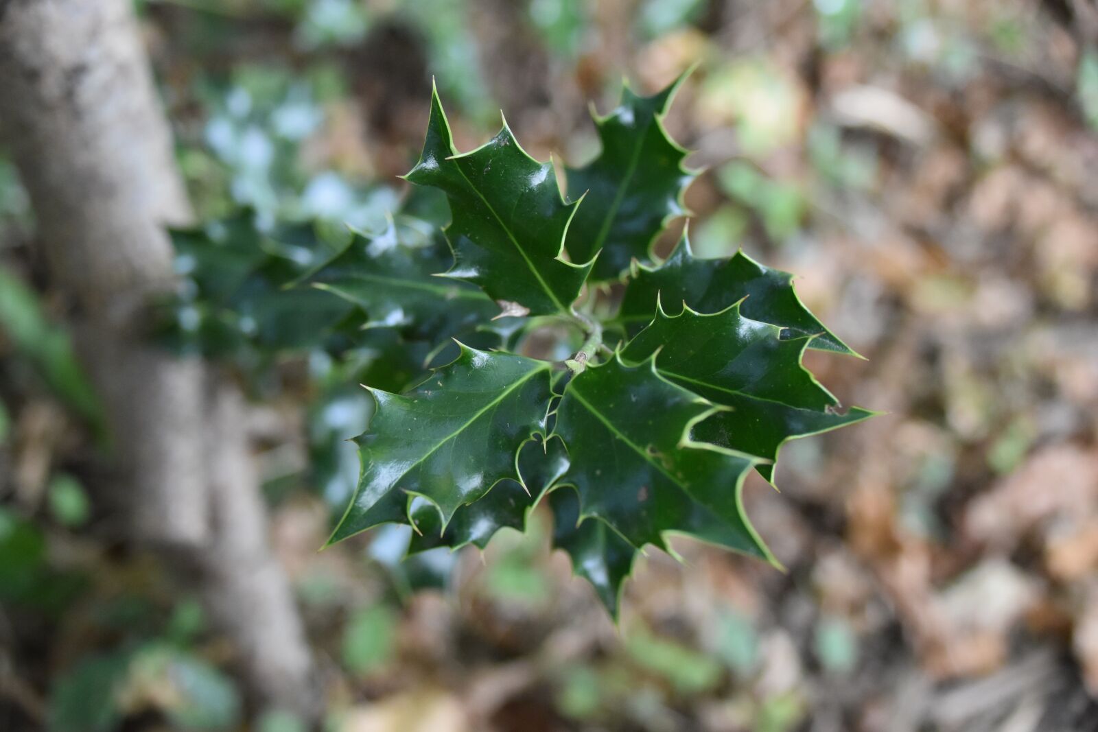 Nikon D5500 sample photo. Holly, forest, nature photography