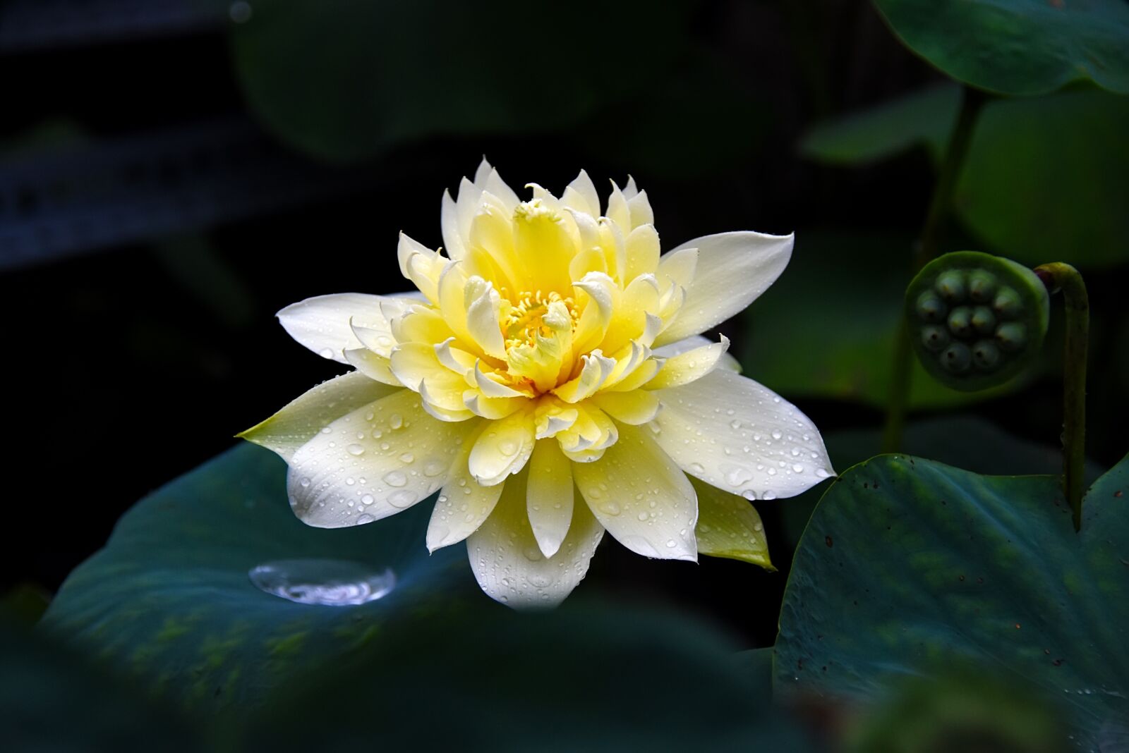 Nikon D7200 sample photo. Spring, lotus, yellow photography